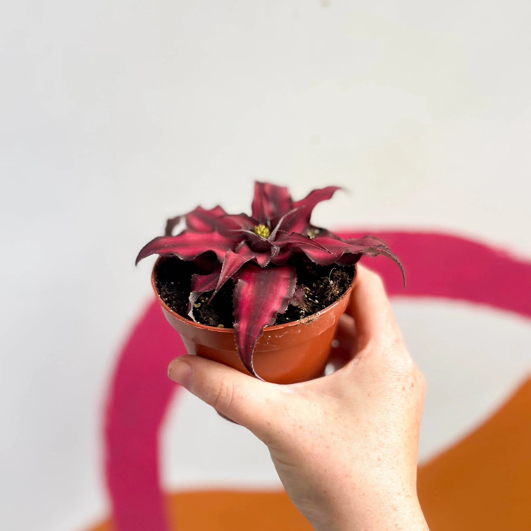 Cryptanthus bivittatus 'Red Star' - Earth Star Plant - Image 5