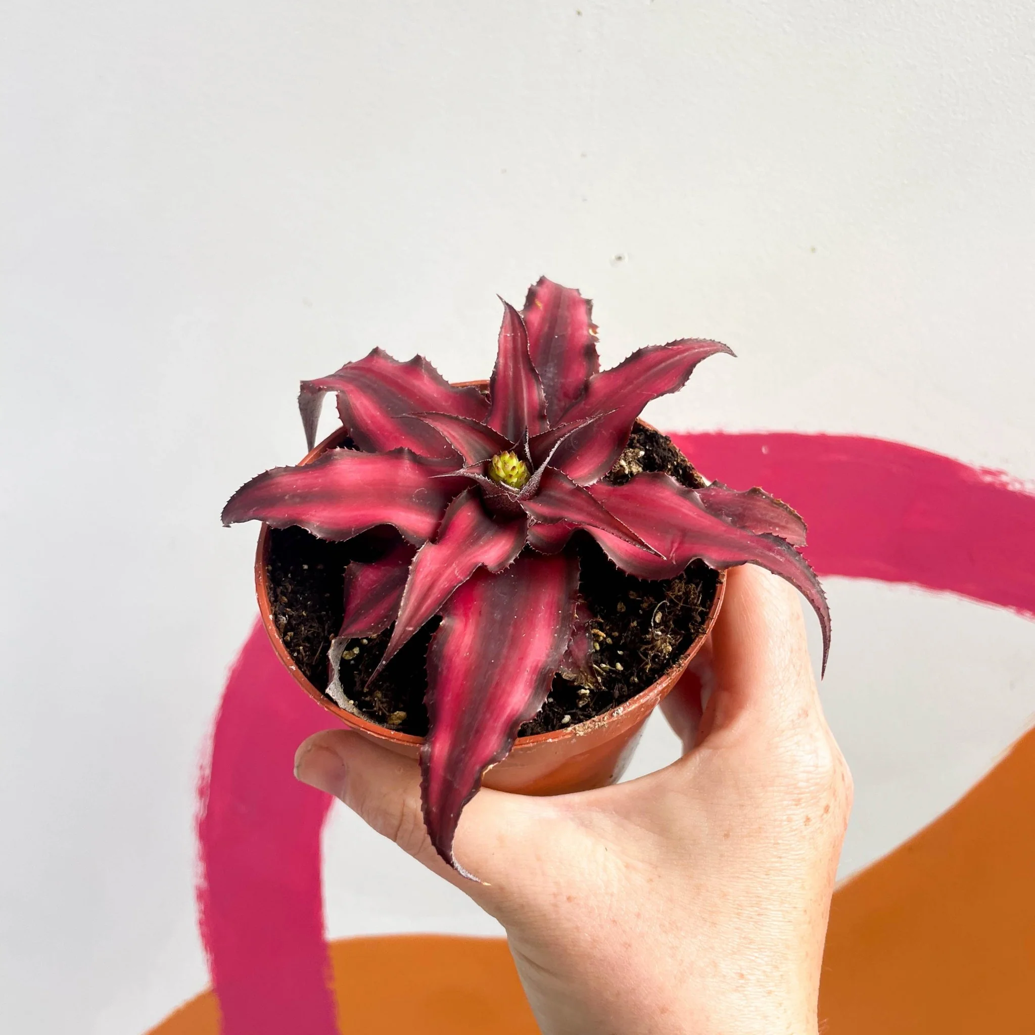 Cryptanthus bivittatus 'Red Star' - Earth Star Plant - Image 6