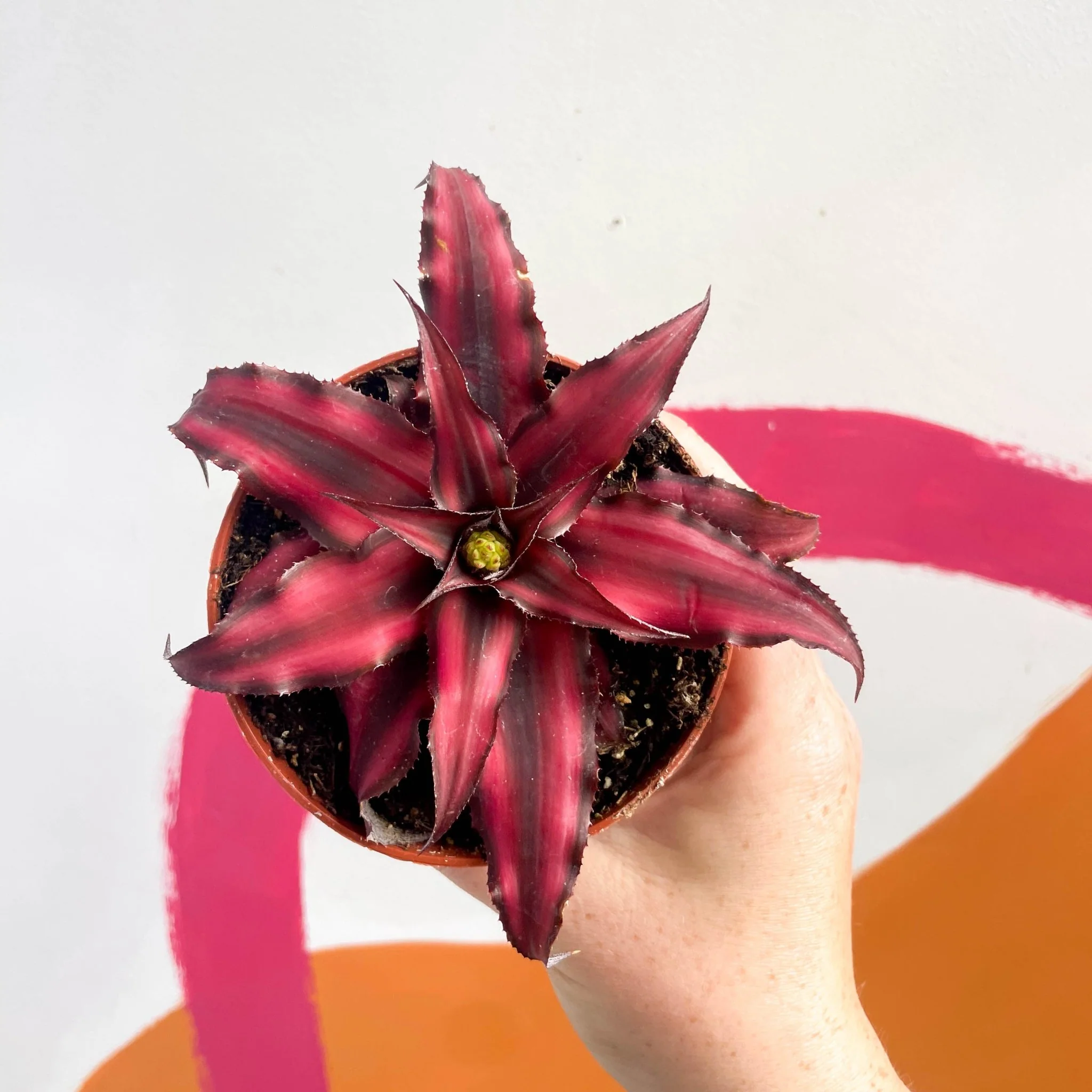 Cryptanthus bivittatus 'Red Star' - Earth Star Plant - Image 7