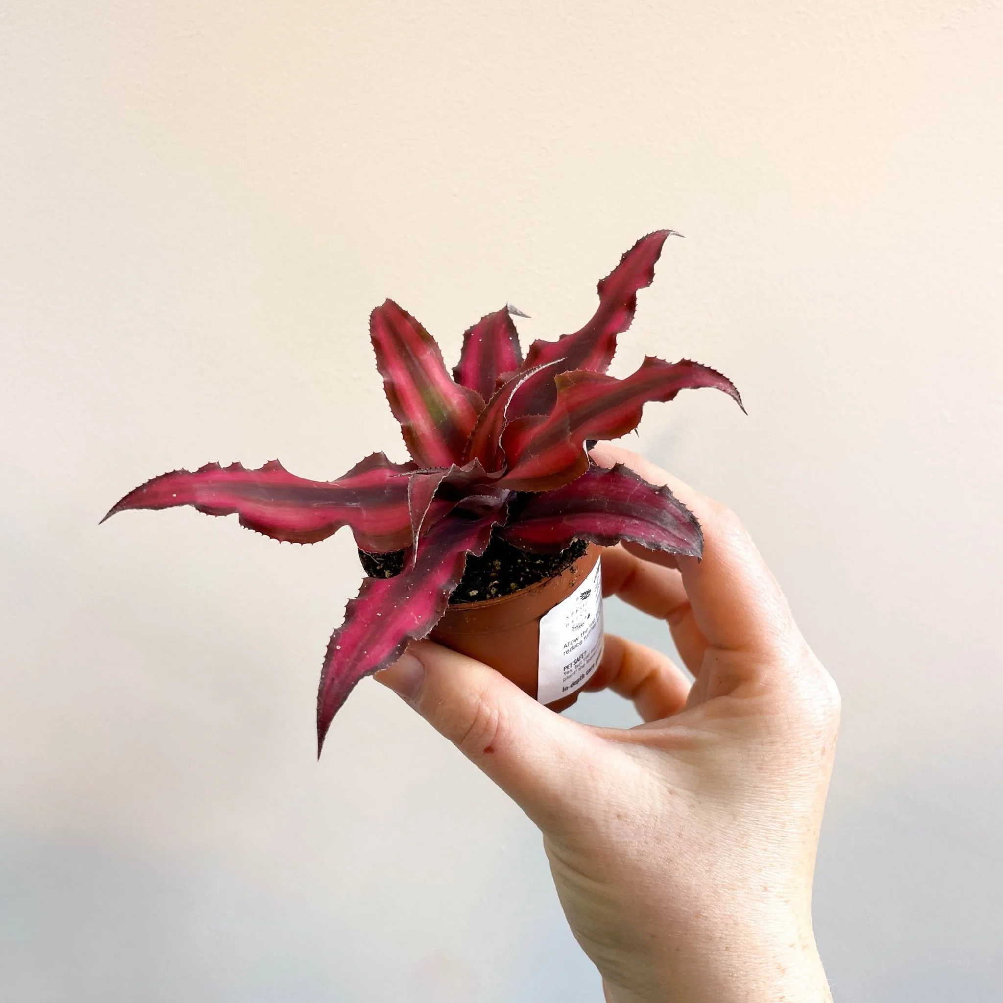 Cryptanthus bivittatus 'Red Star' - Earth Star Plant - Image 8
