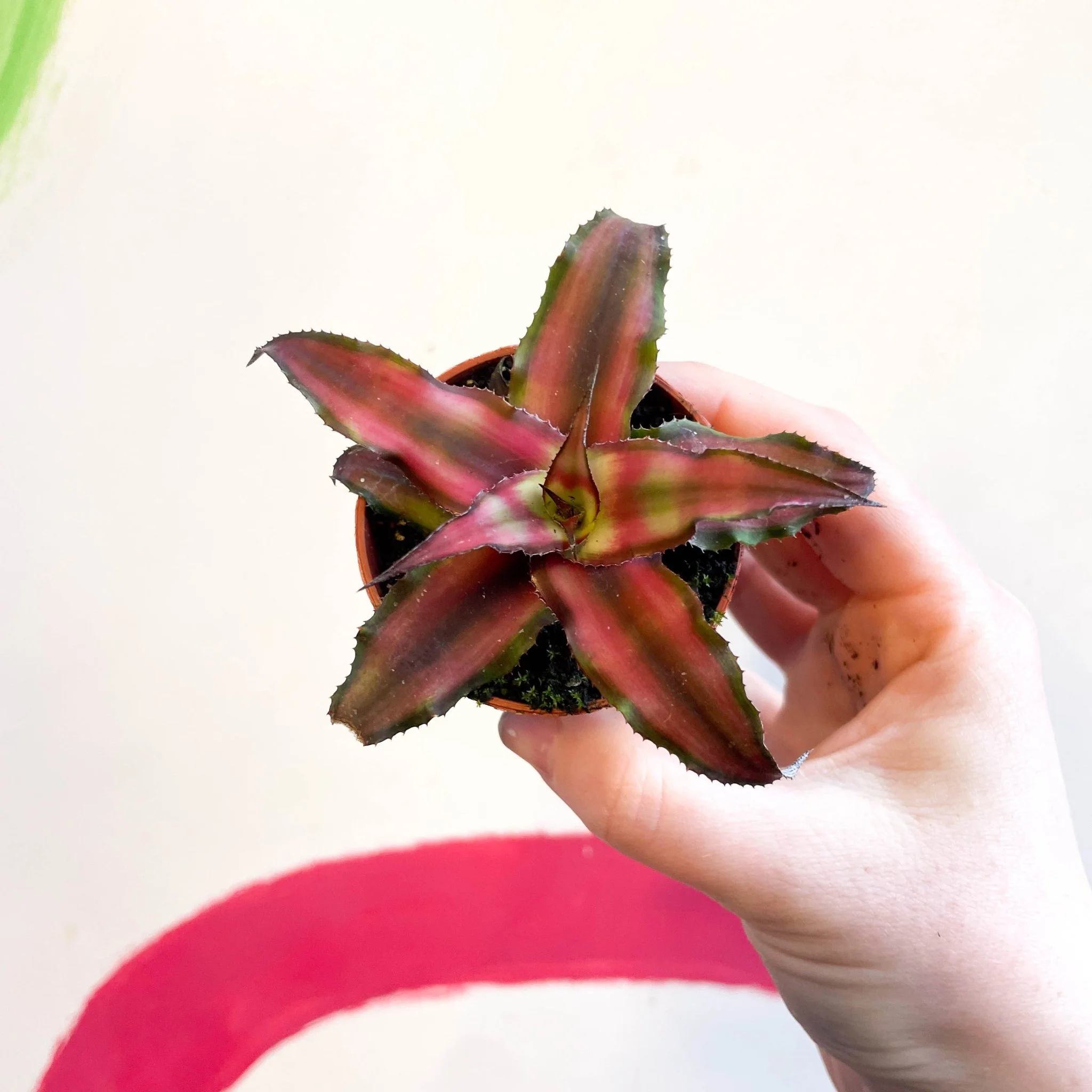 Cryptanthus bivittatus 'Chilli Pepper' - Earth Star Plant