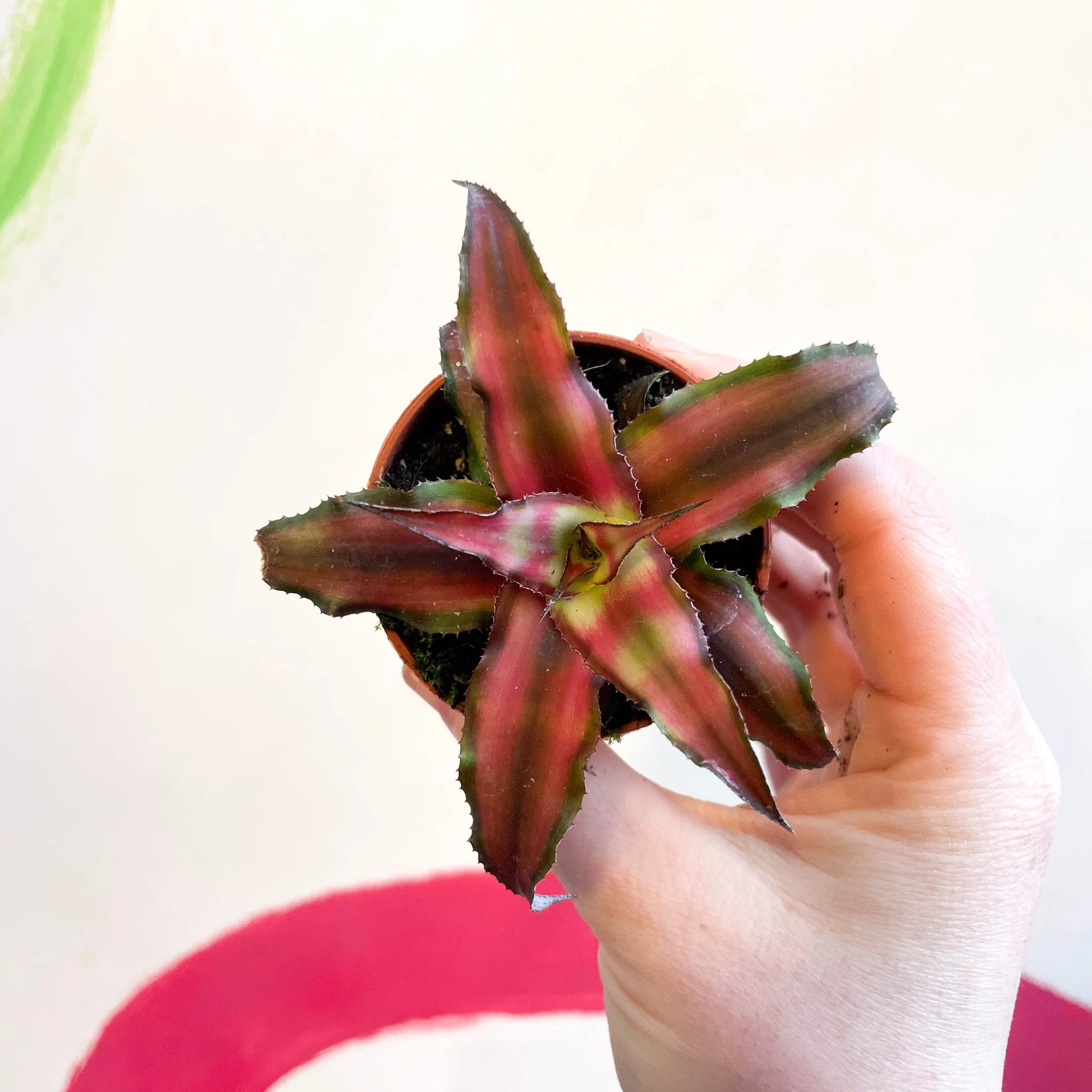 Cryptanthus bivittatus 'Chilli Pepper' - Earth Star Plant - Image 2