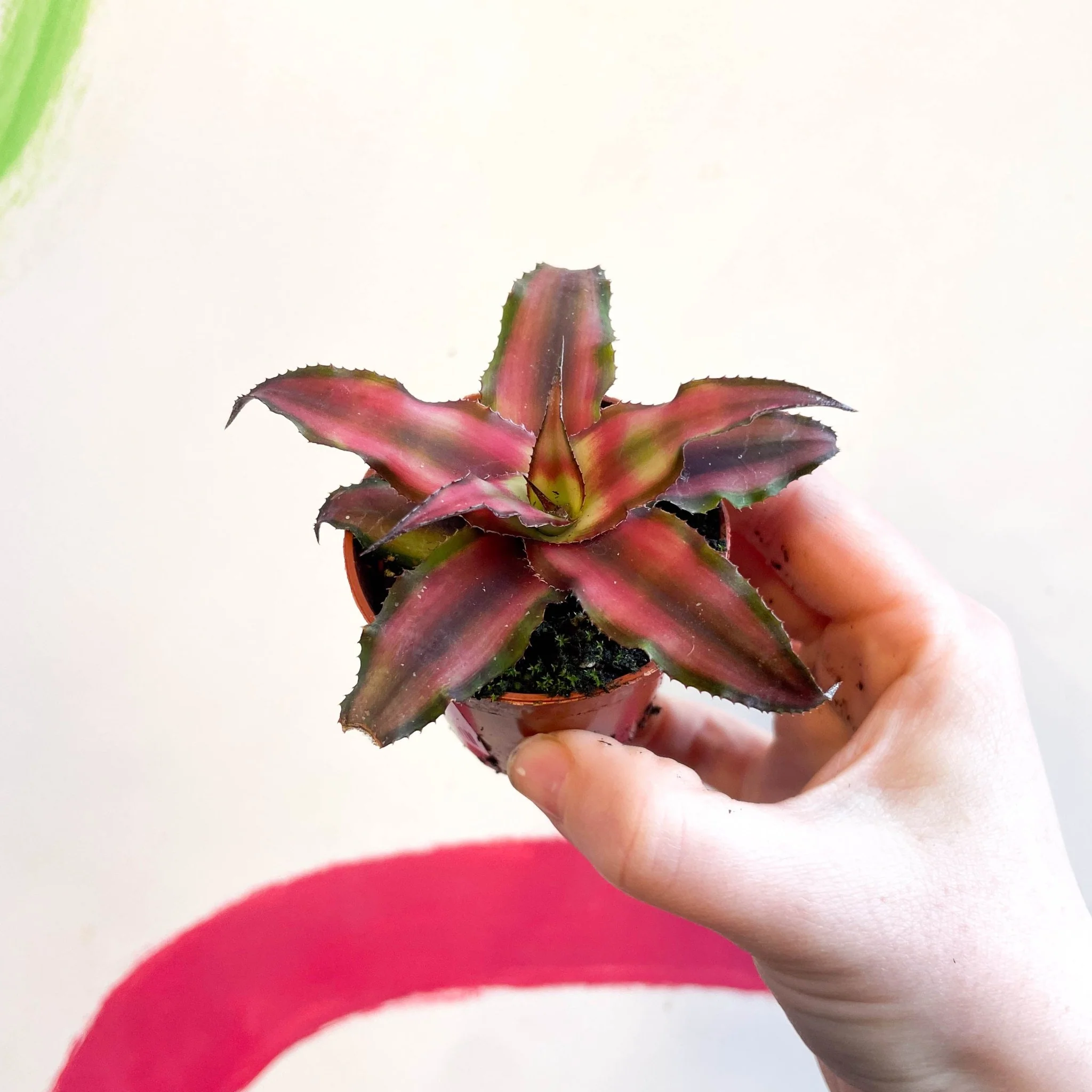 Cryptanthus bivittatus 'Chilli Pepper' - Earth Star Plant - Image 3