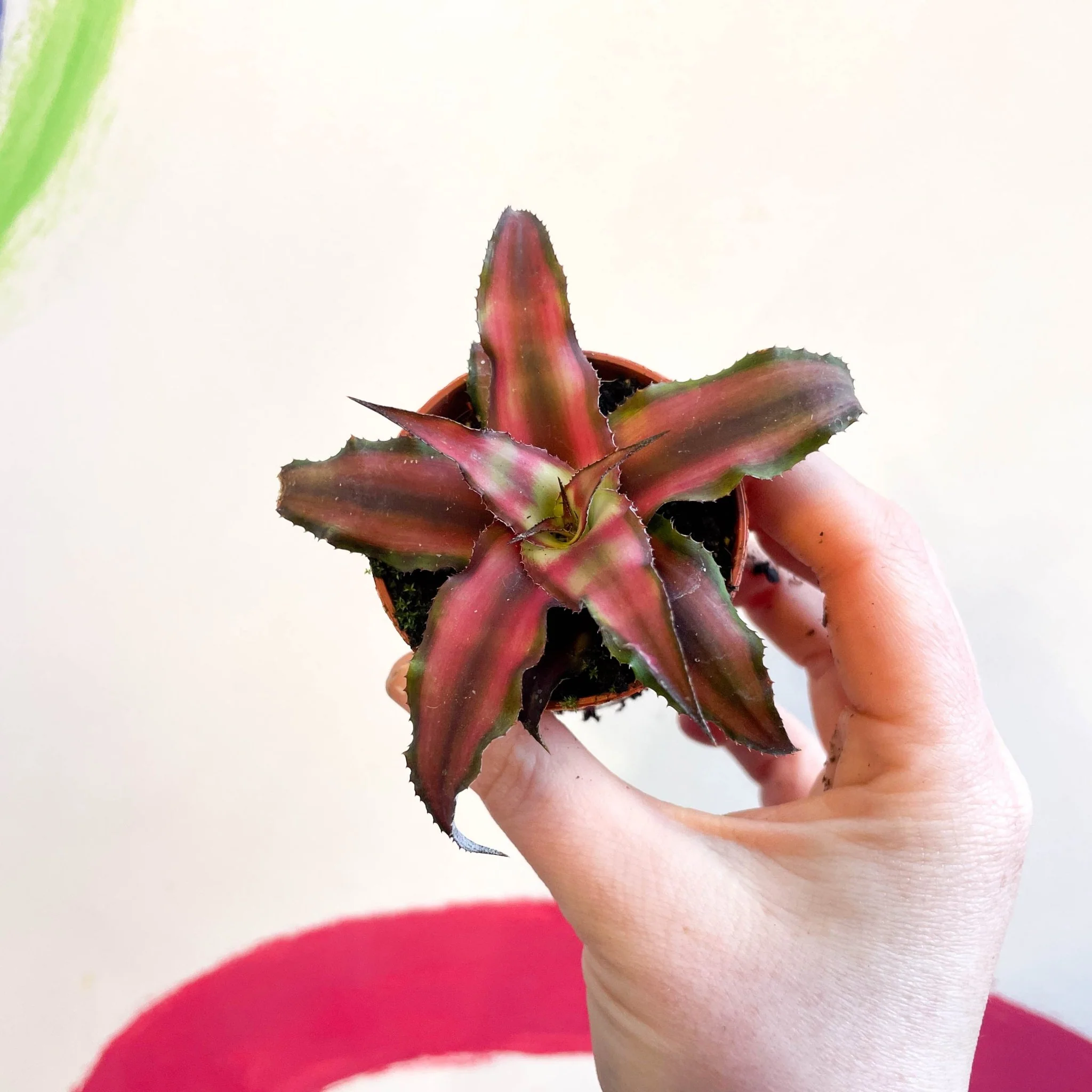 Cryptanthus bivittatus 'Chilli Pepper' - Earth Star Plant - Image 4