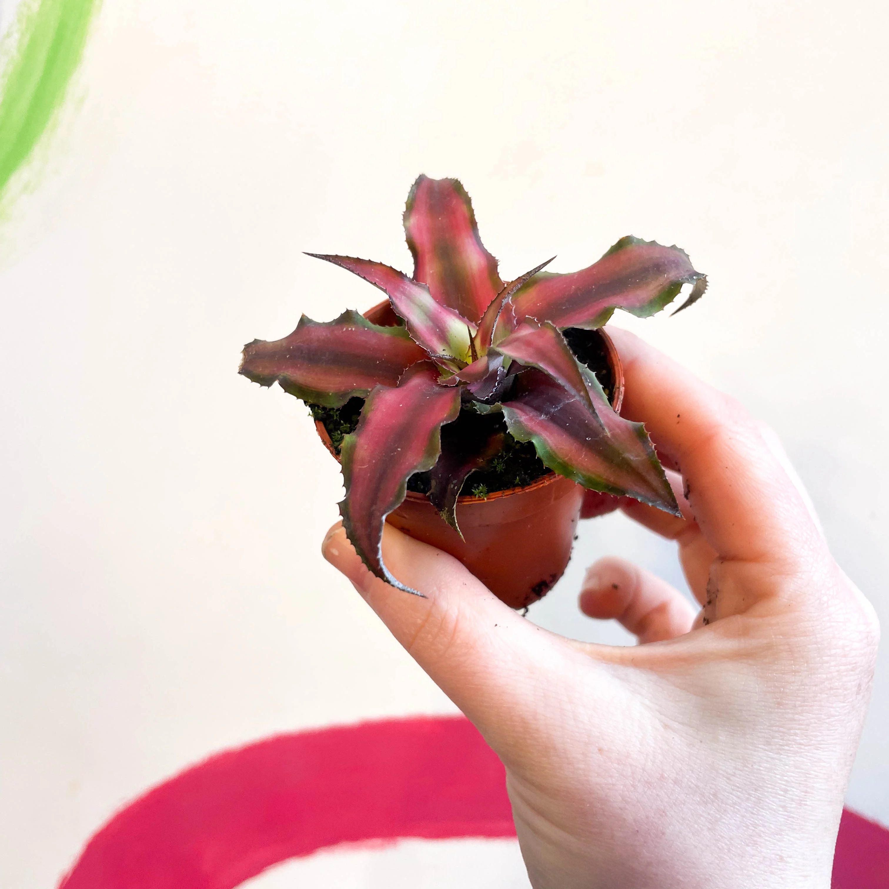 Cryptanthus bivittatus 'Chilli Pepper' - Earth Star Plant - Image 5