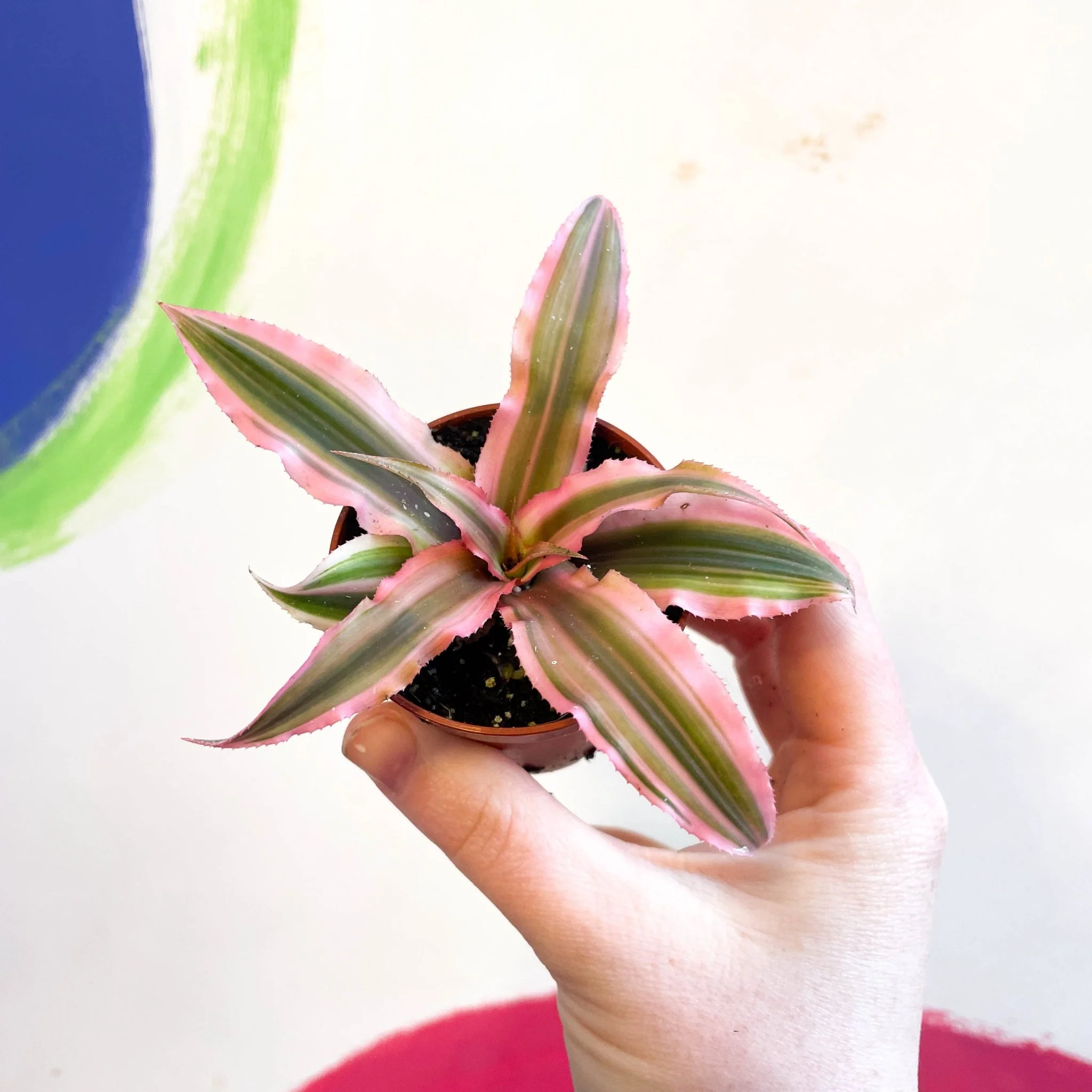 Cryptanthus bivittatus 'Pink Starlight' - Earth Star Plant