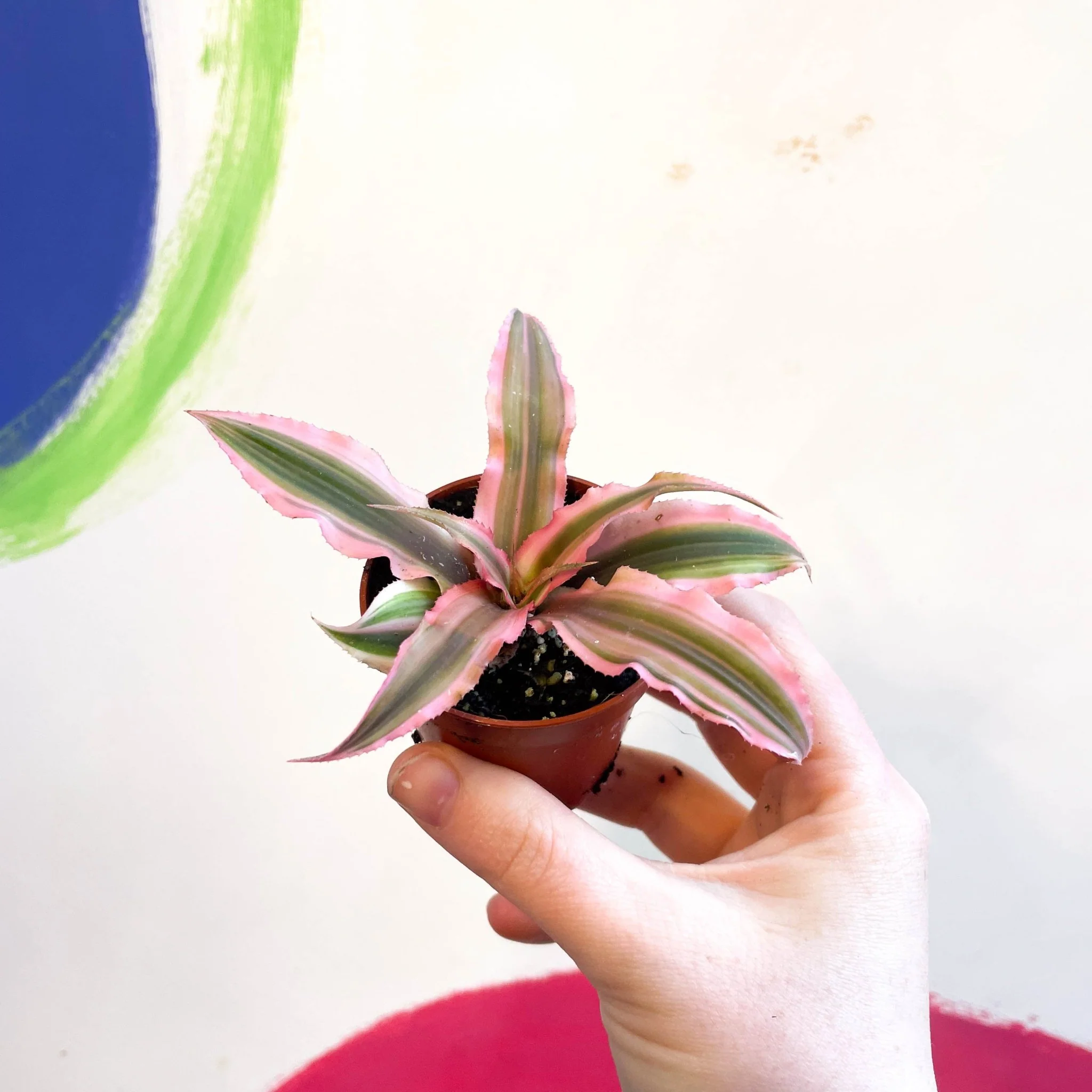Cryptanthus bivittatus 'Pink Starlight' - Earth Star Plant - Image 2