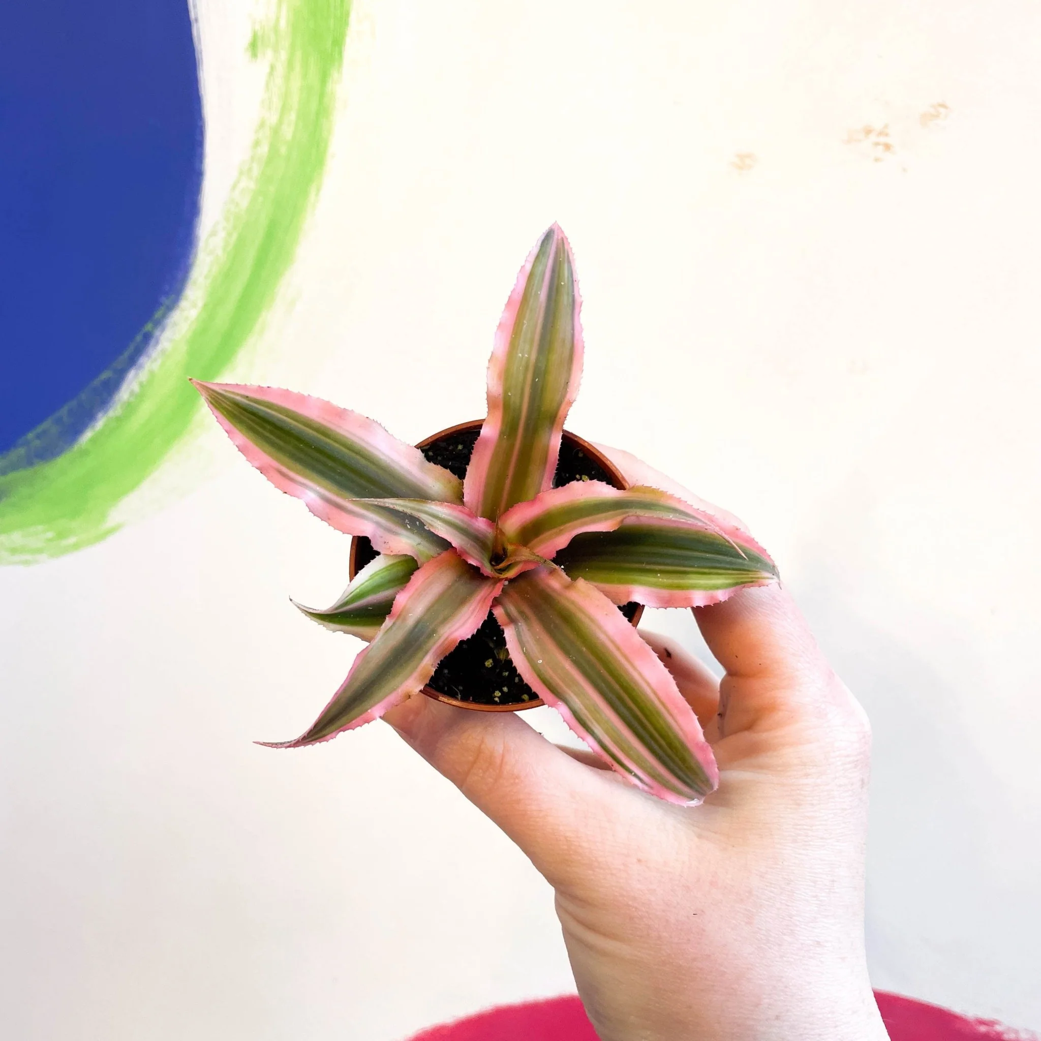 Cryptanthus bivittatus 'Pink Starlight' - Earth Star Plant - Image 3