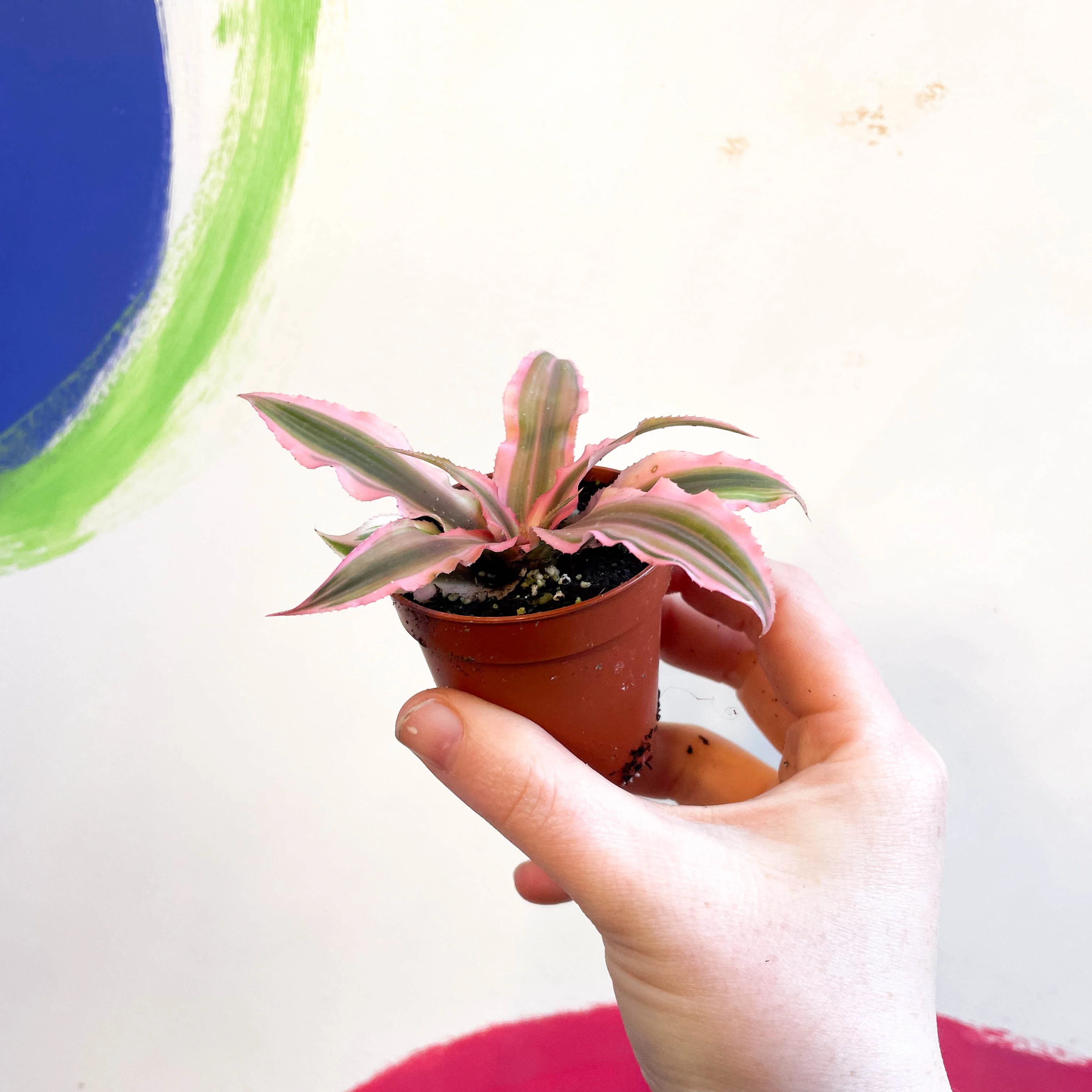 Cryptanthus bivittatus 'Pink Starlight' - Earth Star Plant - Image 4
