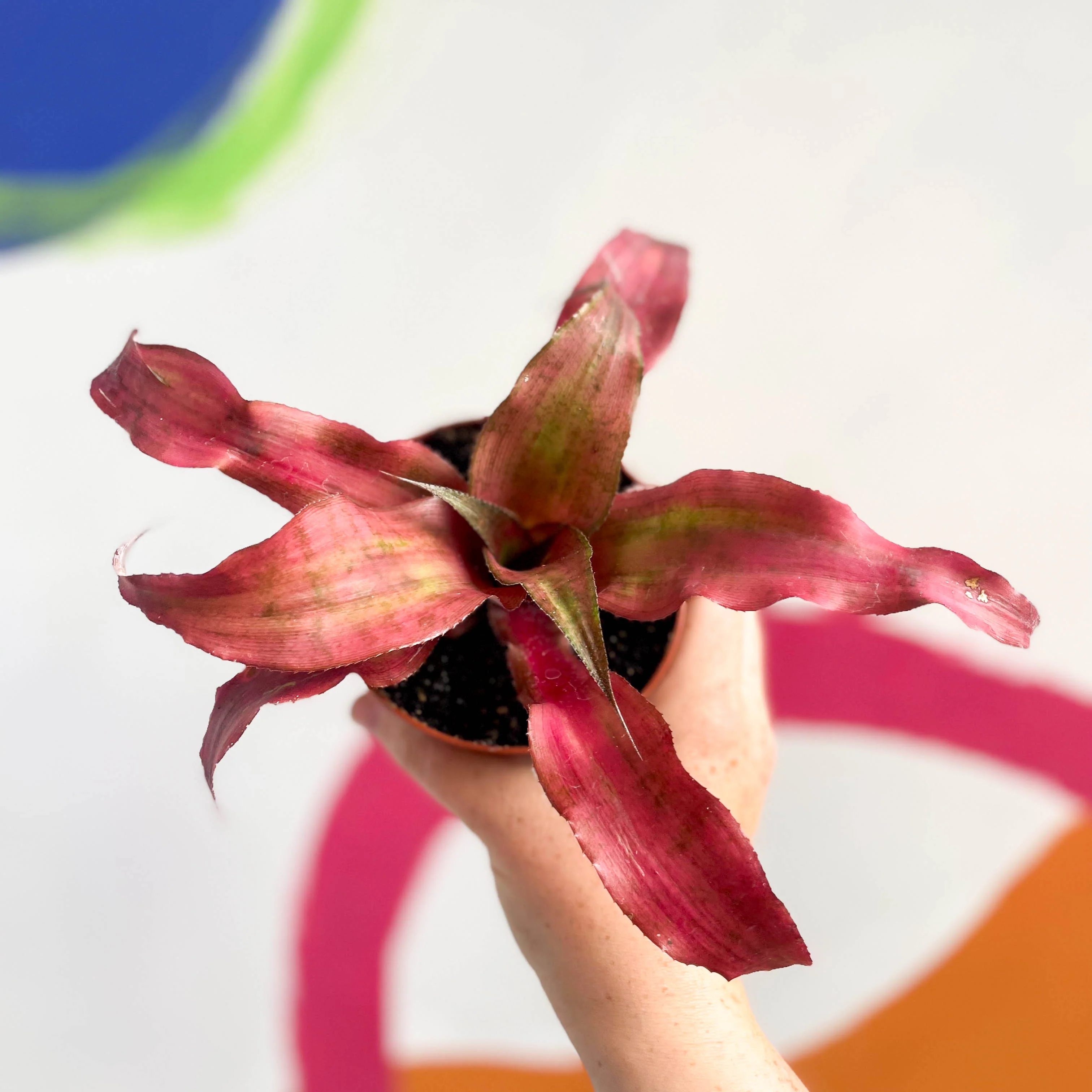 Cryptanthus bivittatus ‘Strawberry Flambee’ – Earth Star - Image 10