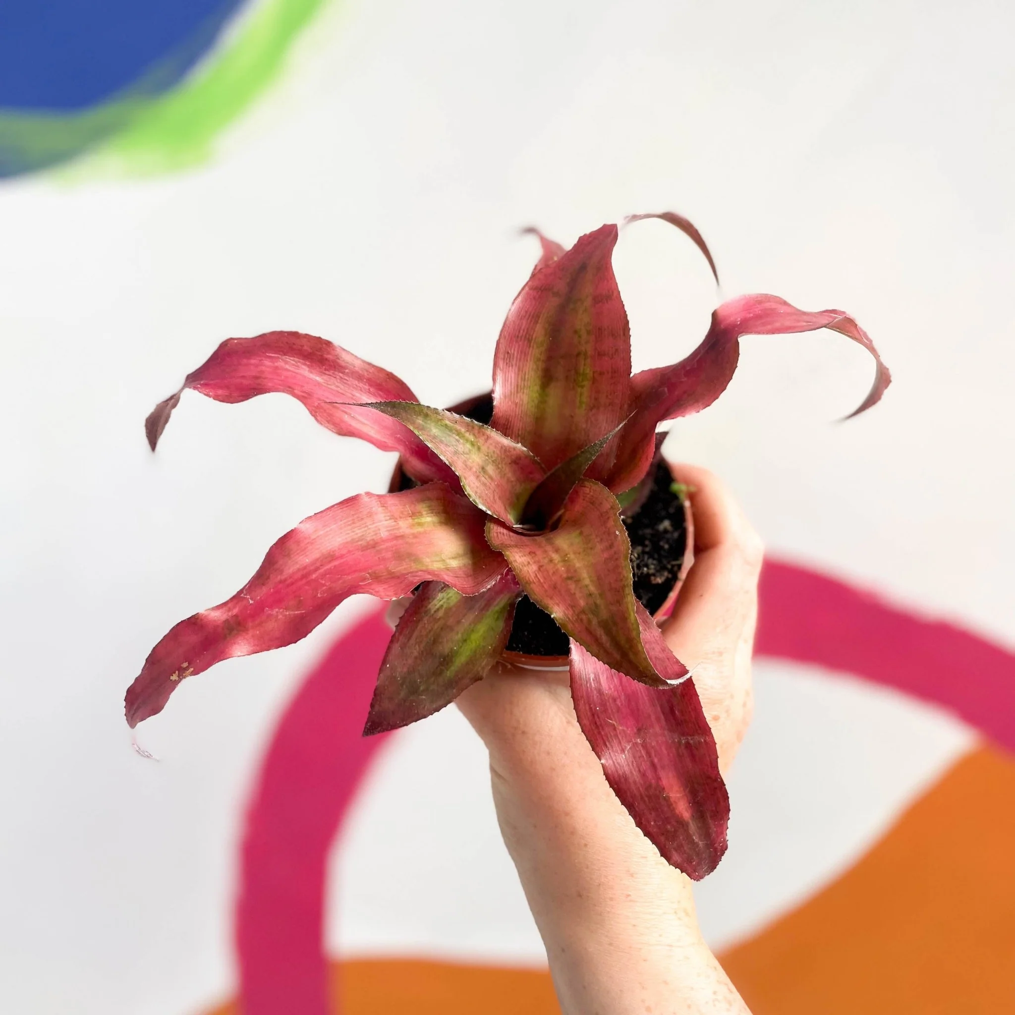 Cryptanthus bivittatus ‘Strawberry Flambee’ – Earth Star - Image 3