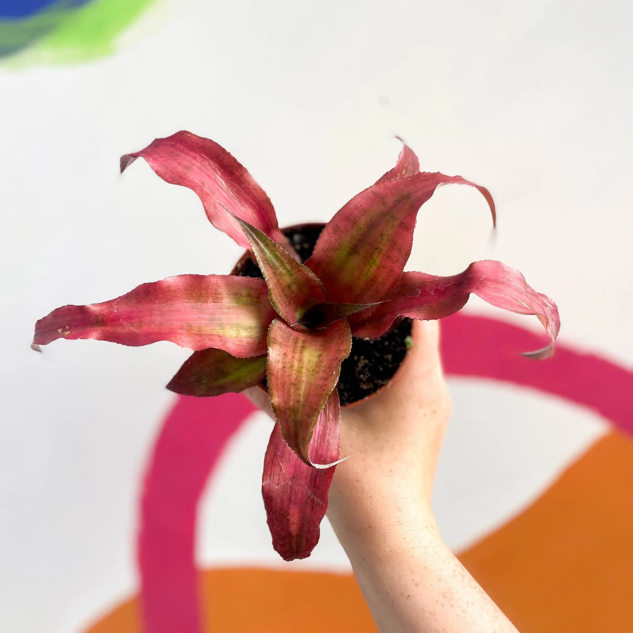 Cryptanthus bivittatus ‘Strawberry Flambee’ – Earth Star - Image 4