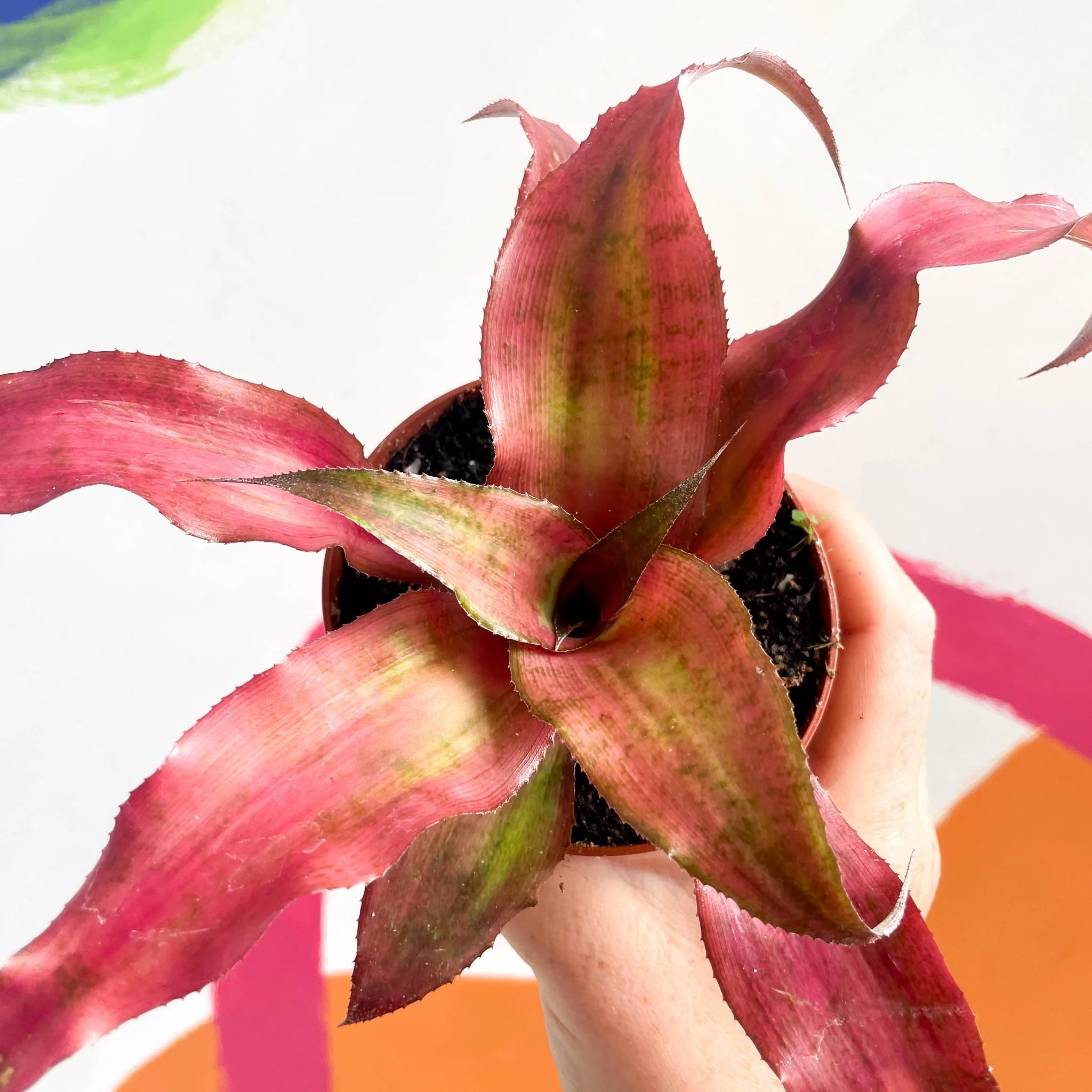 Cryptanthus bivittatus ‘Strawberry Flambee’ – Earth Star - Image 5