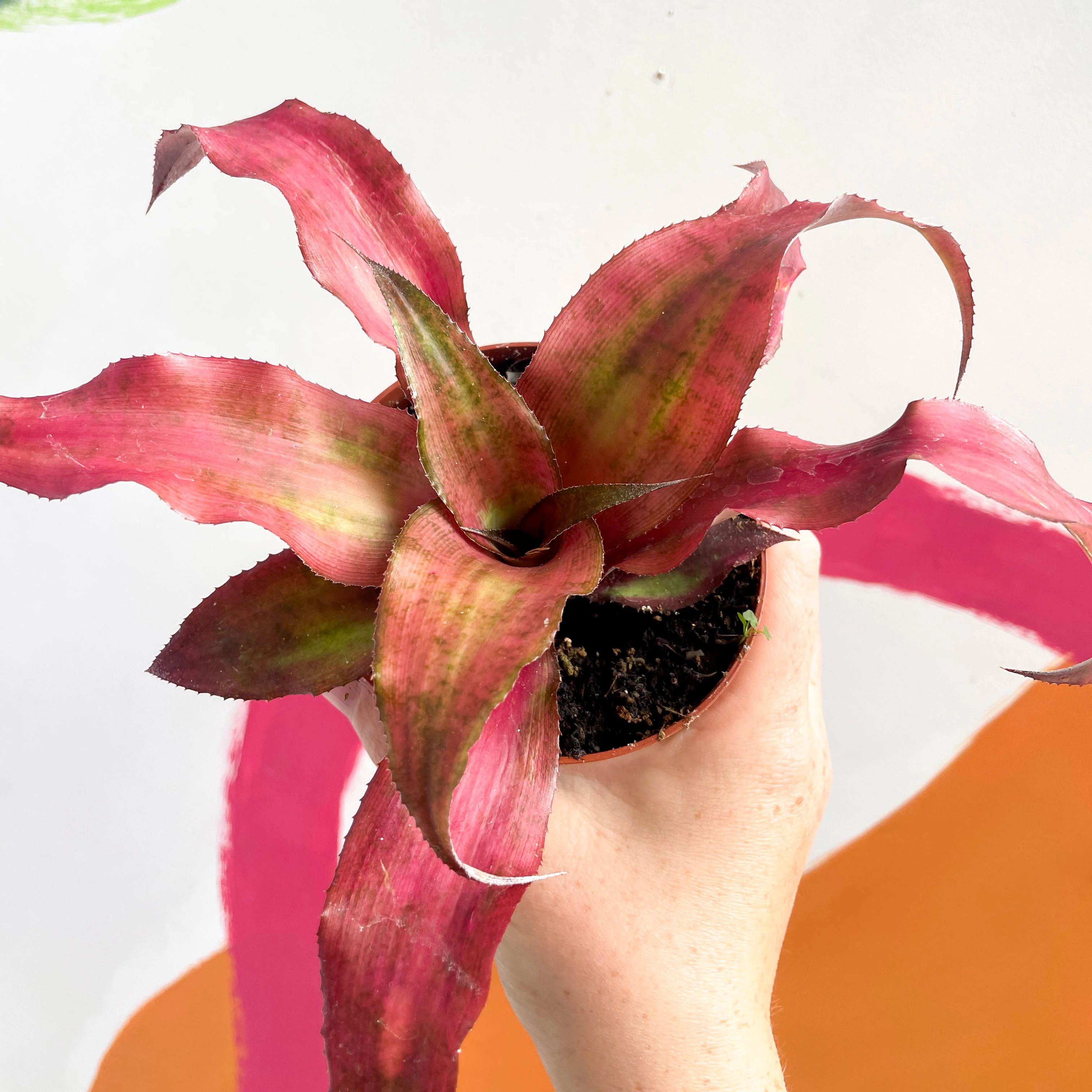 Cryptanthus bivittatus ‘Strawberry Flambee’ – Earth Star - Image 7