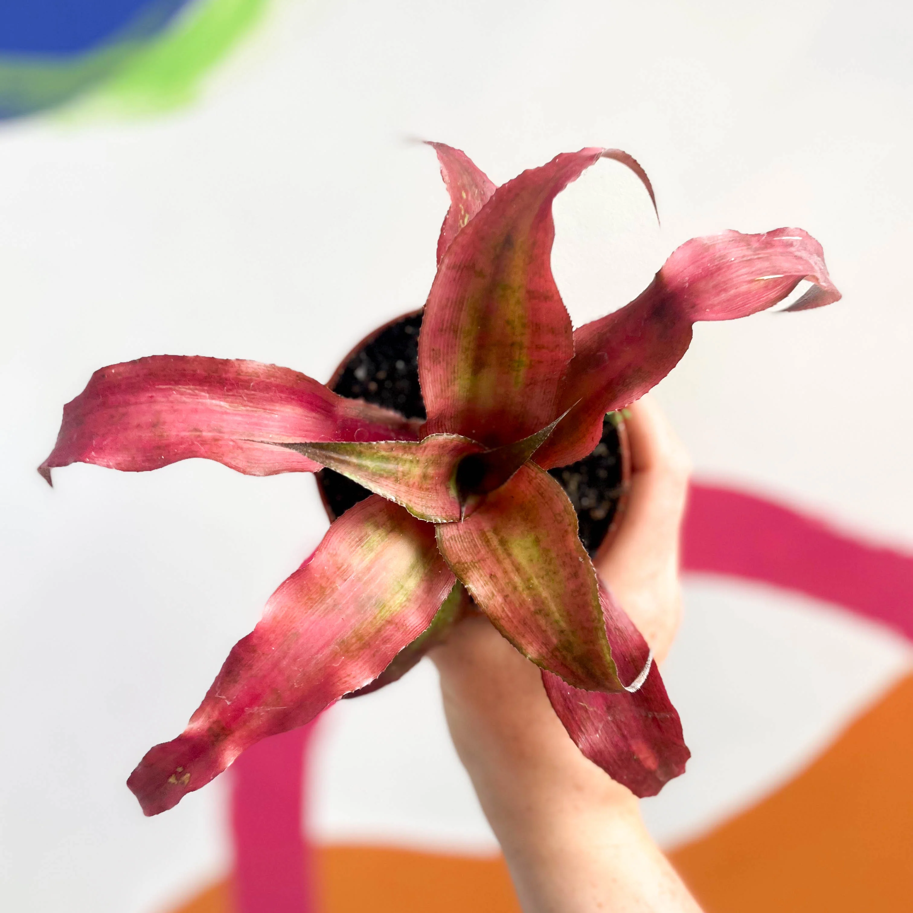 Cryptanthus bivittatus ‘Strawberry Flambee’ – Earth Star - Image 8