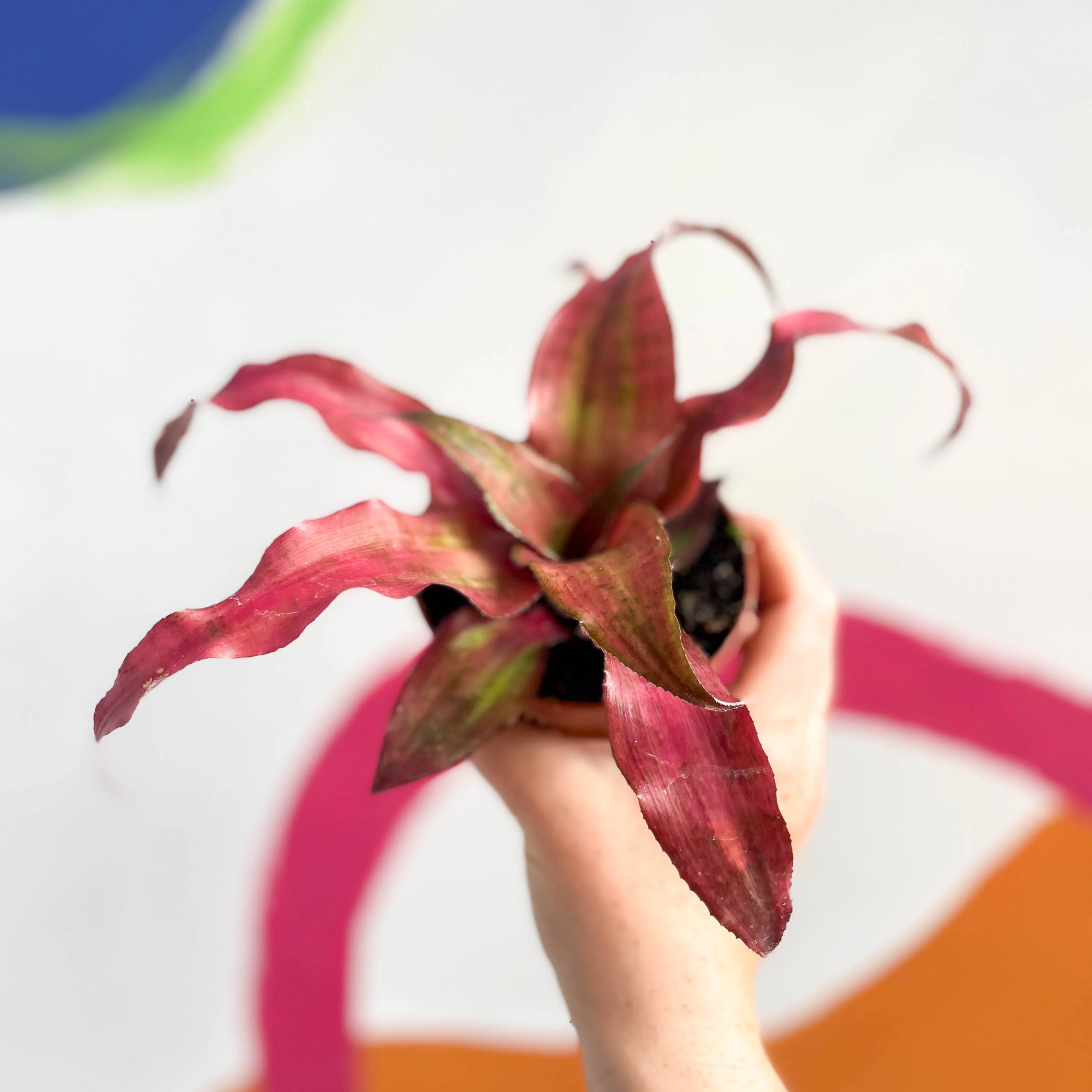 Cryptanthus bivittatus ‘Strawberry Flambee’ – Earth Star - Image 9