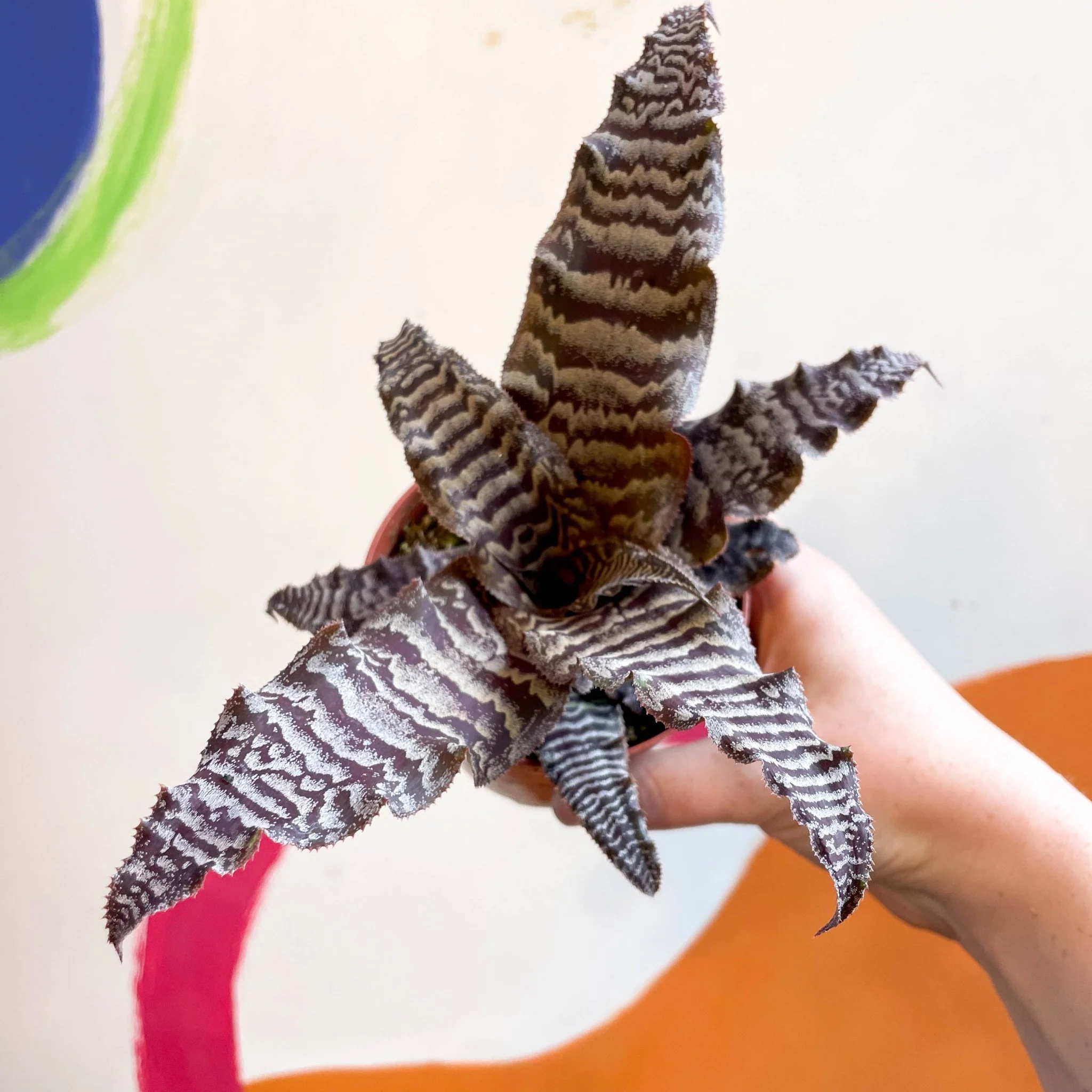 Cryptanthus zonatus – Earth Star