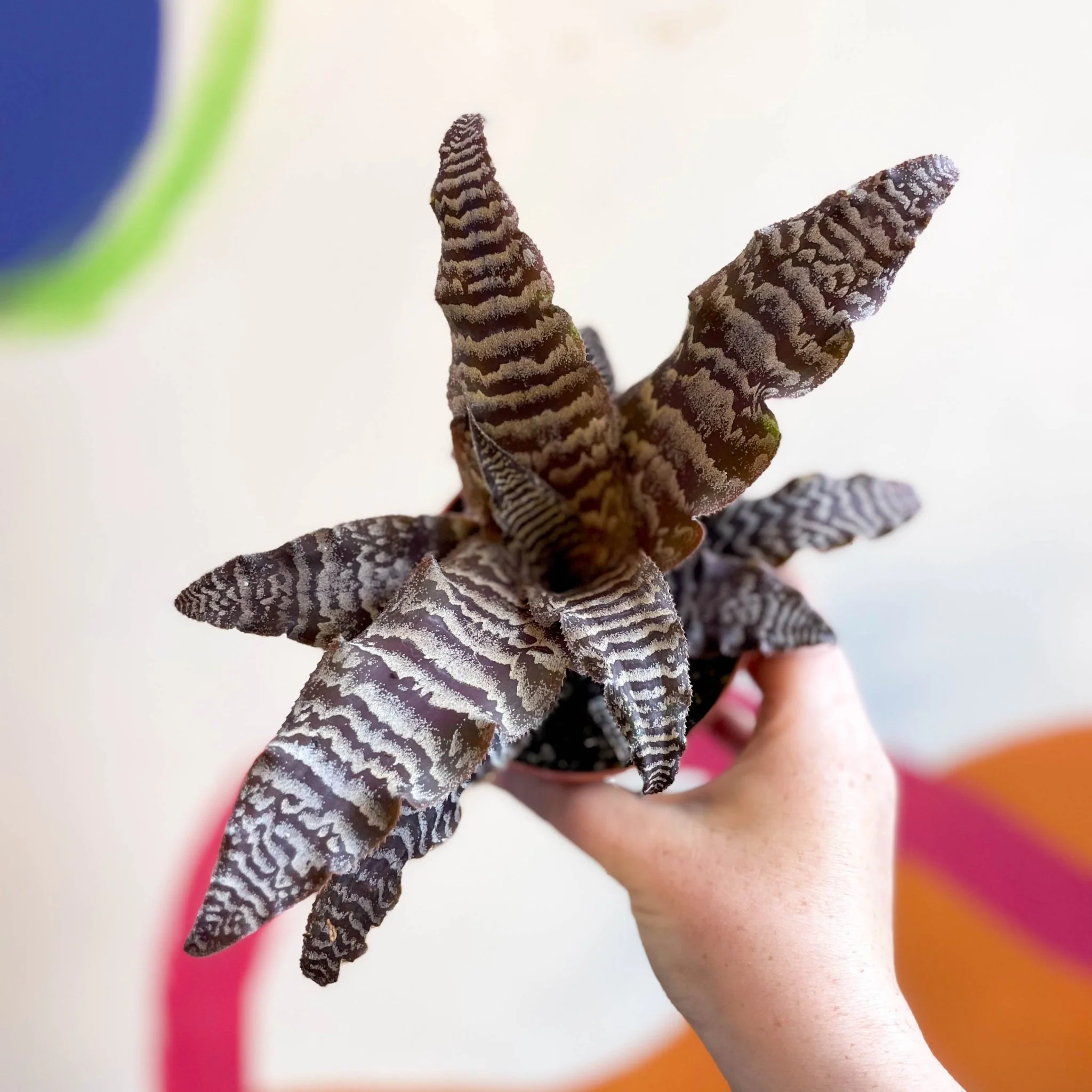 Cryptanthus zonatus – Earth Star - Image 2
