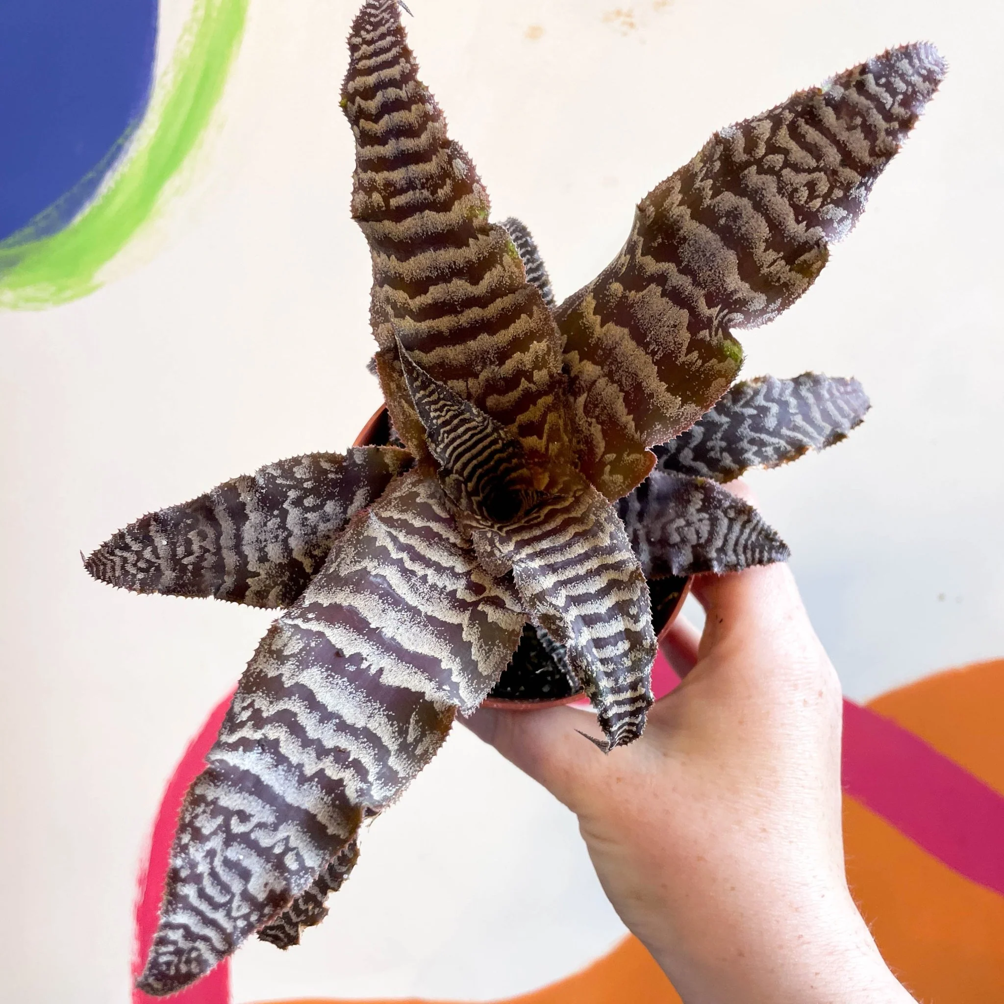 Cryptanthus zonatus – Earth Star - Image 3