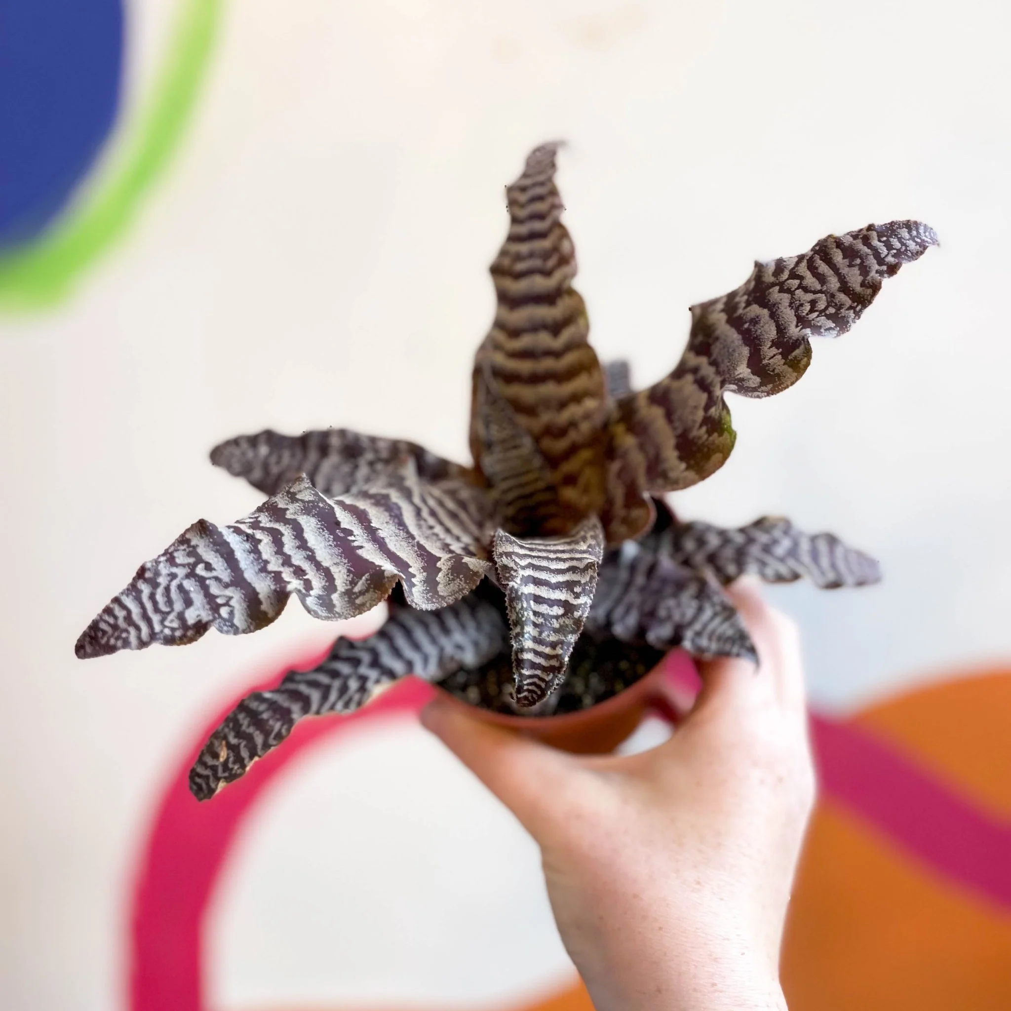 Cryptanthus zonatus – Earth Star - Image 4