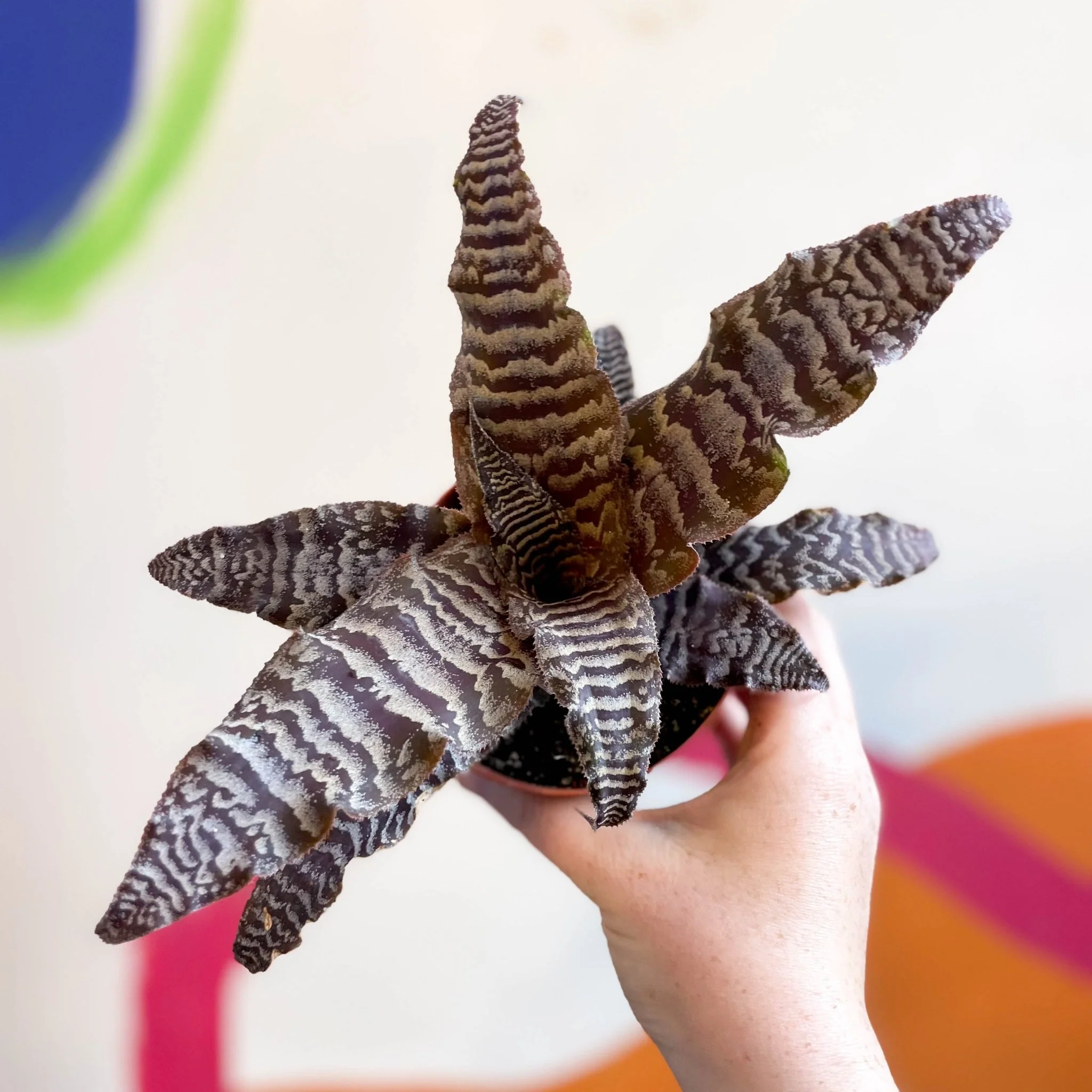 Cryptanthus zonatus – Earth Star - Image 5