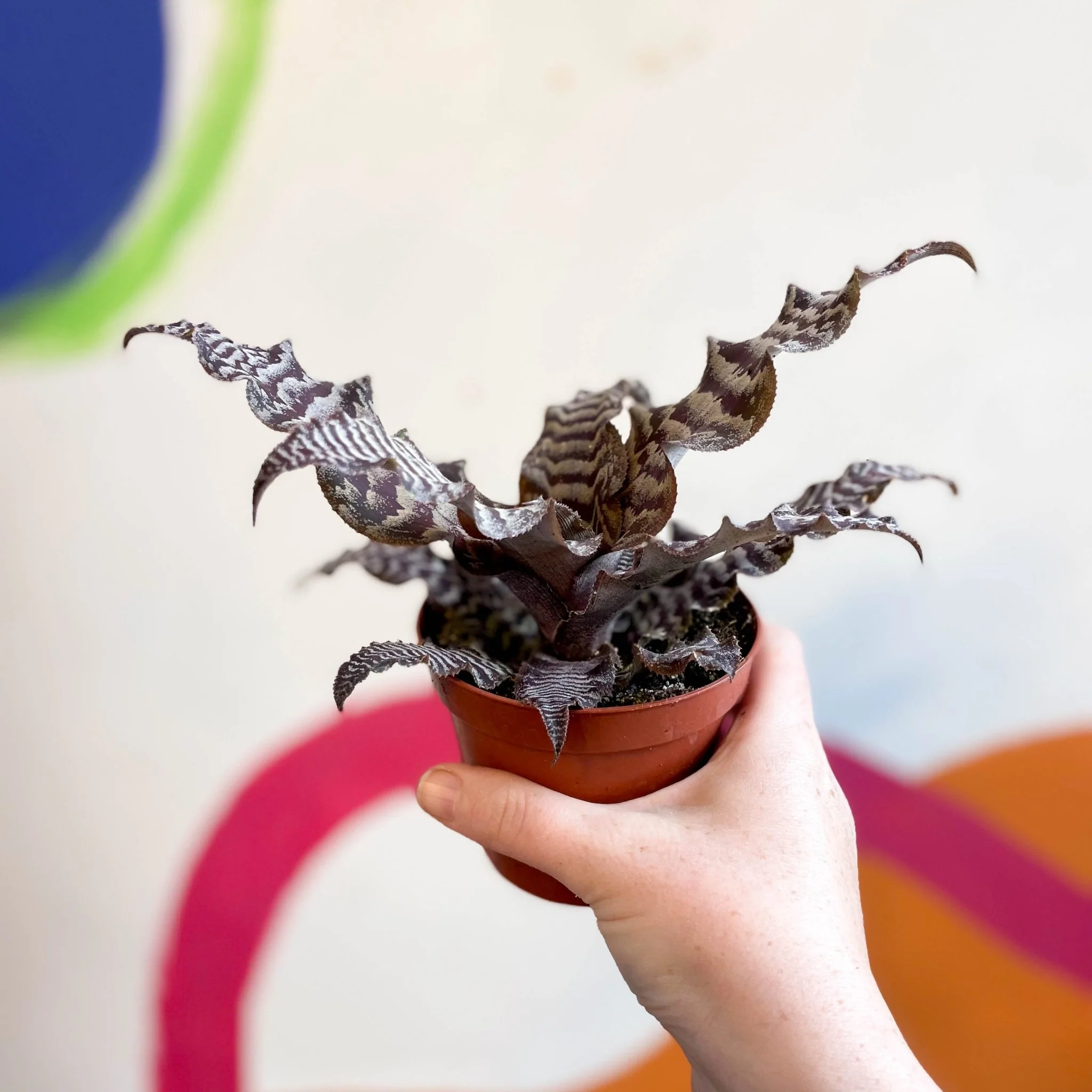 Cryptanthus zonatus – Earth Star - Image 6