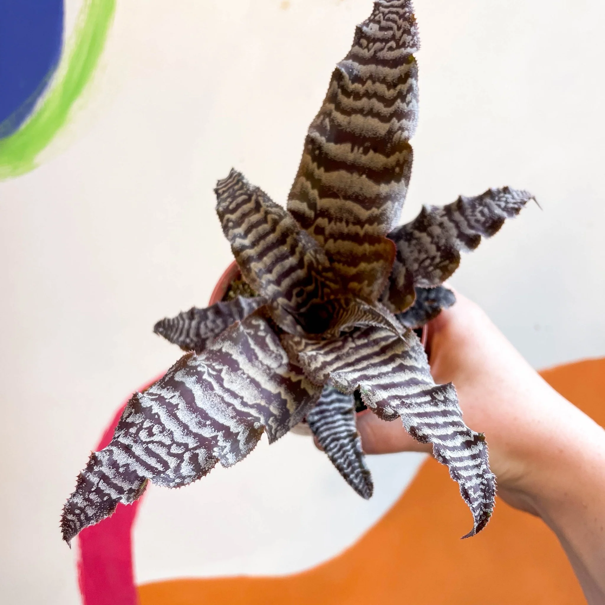 Cryptanthus zonatus – Earth Star - Image 7