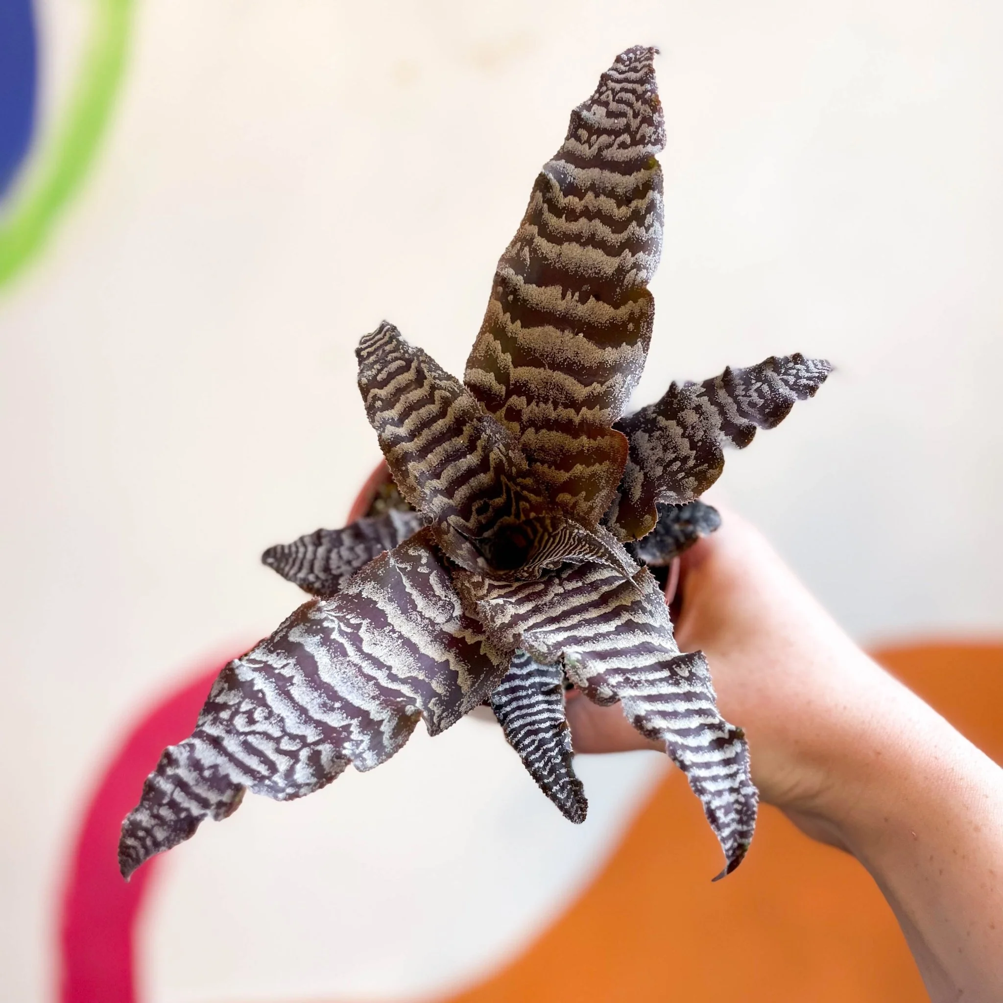 Cryptanthus zonatus – Earth Star - Image 8