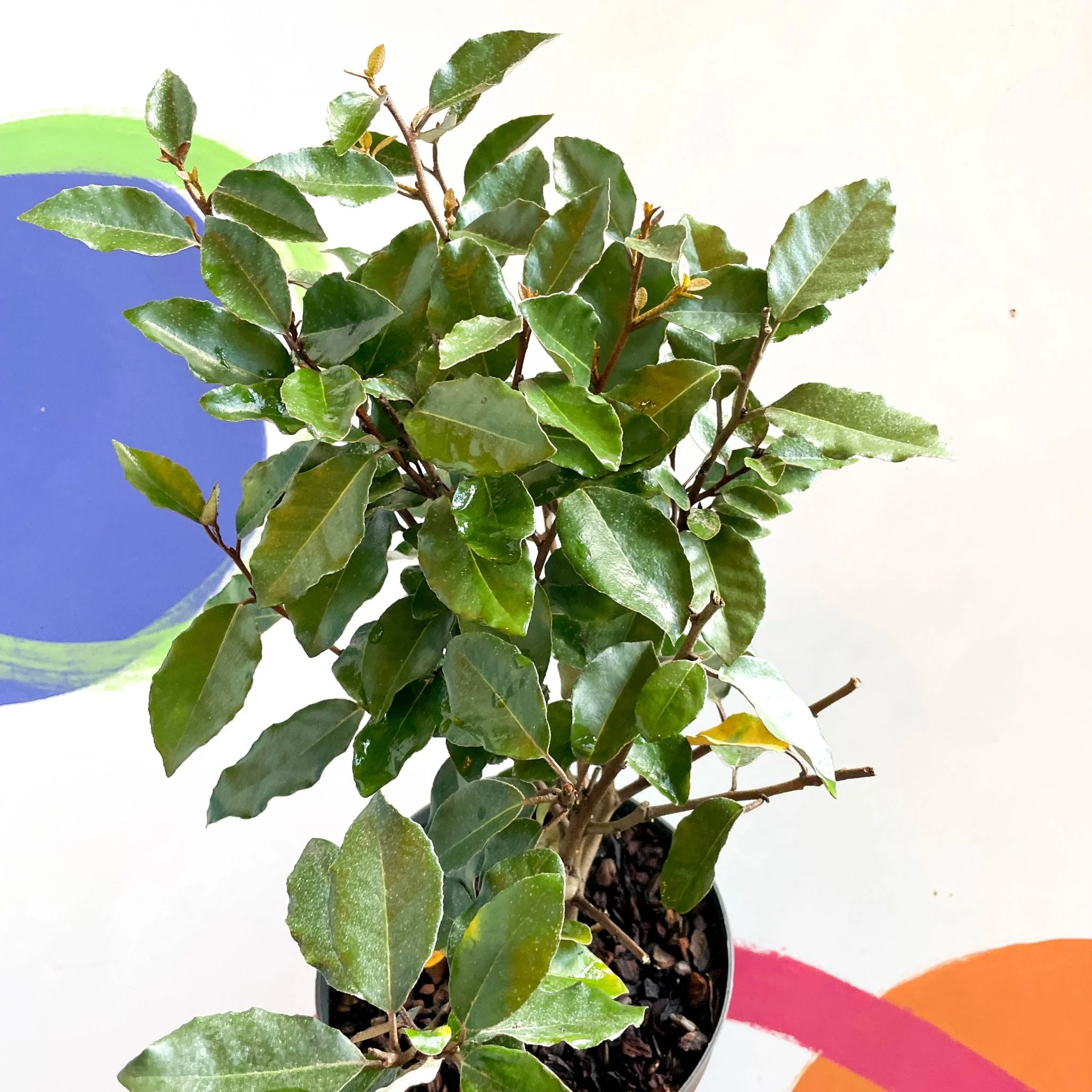 Oleaster / Silverberry - Elaeagnus × ebbingei - Image 6