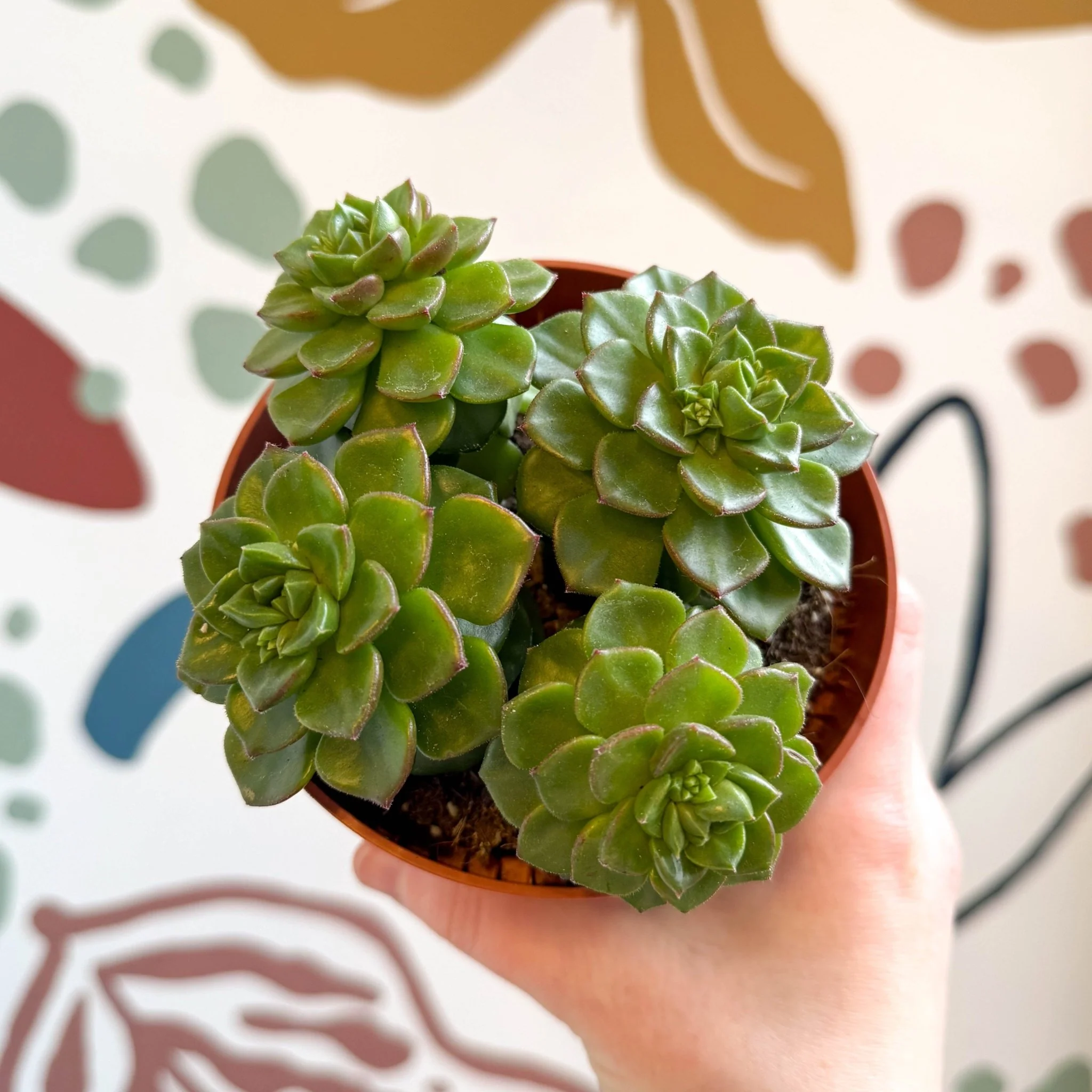 Echeveria affinis