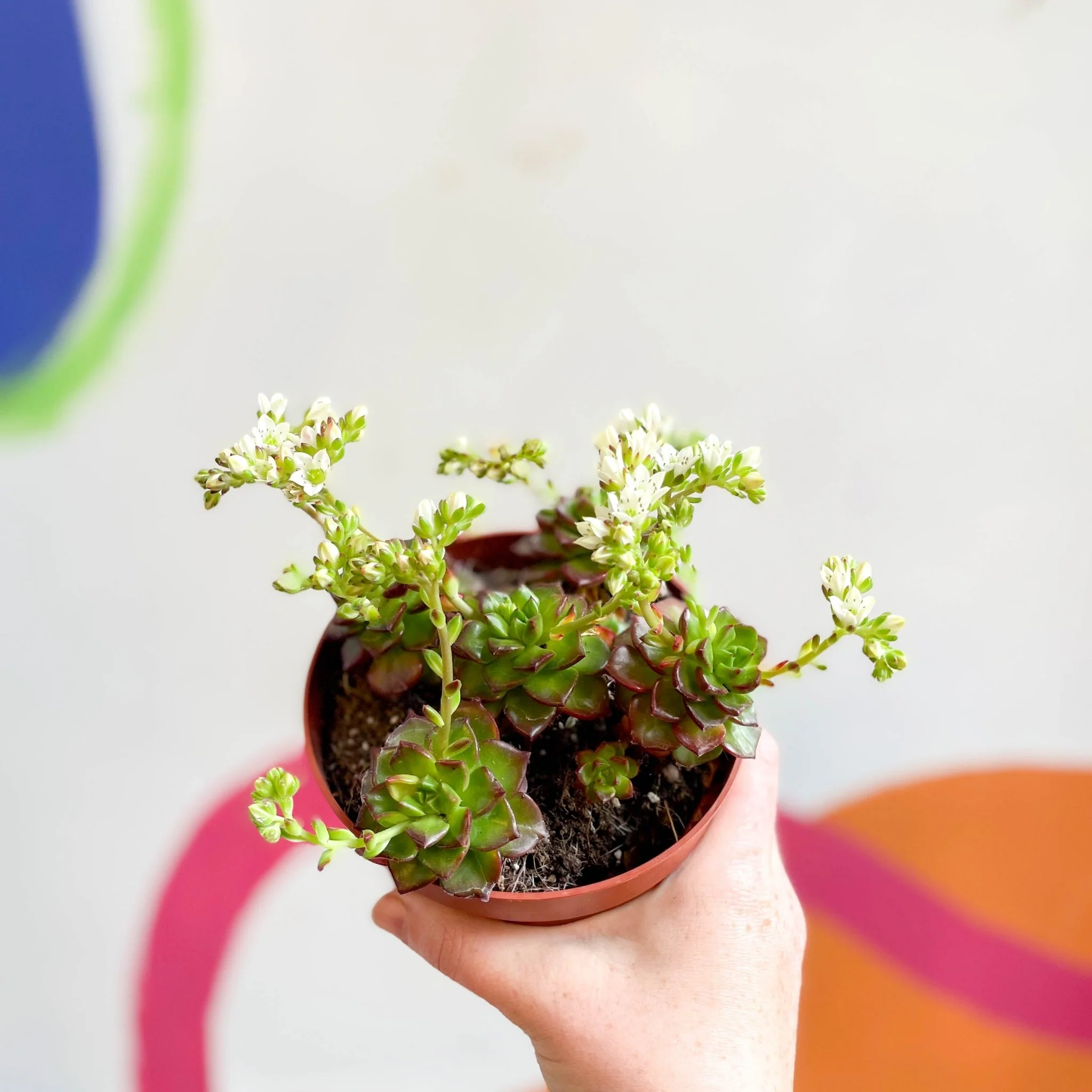 Echeveria affinis - Image 4