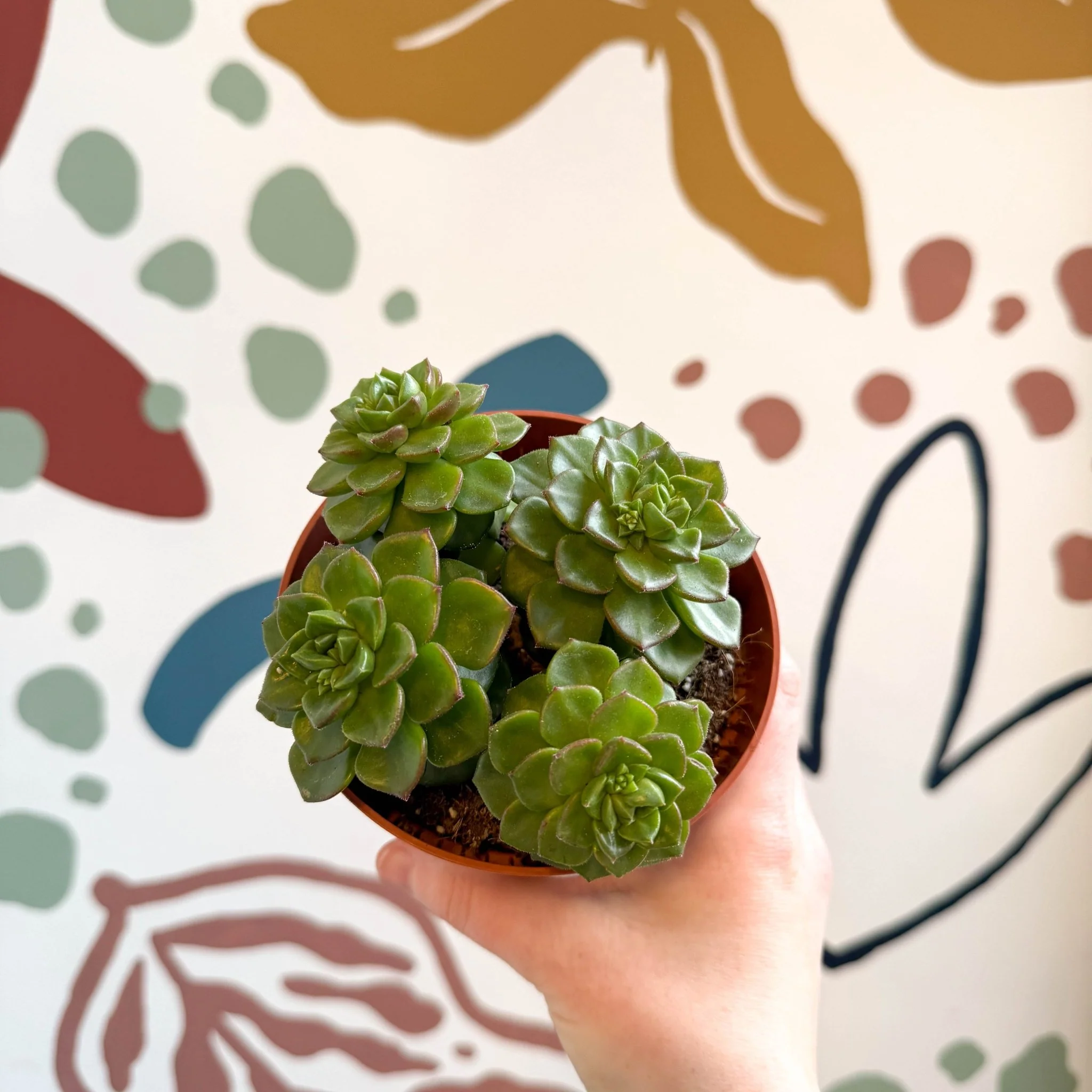 Echeveria affinis - Image 5