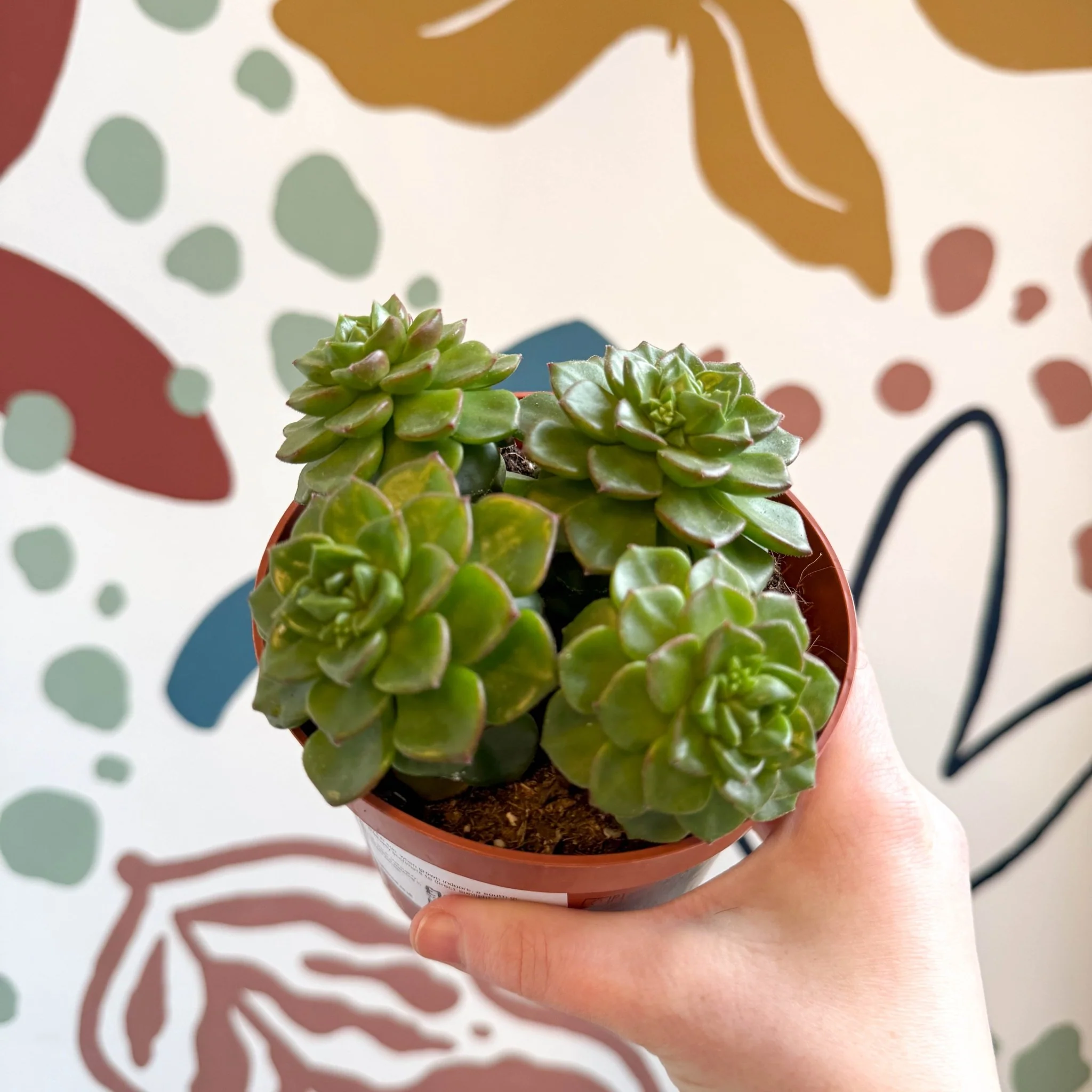 Echeveria affinis - Image 6