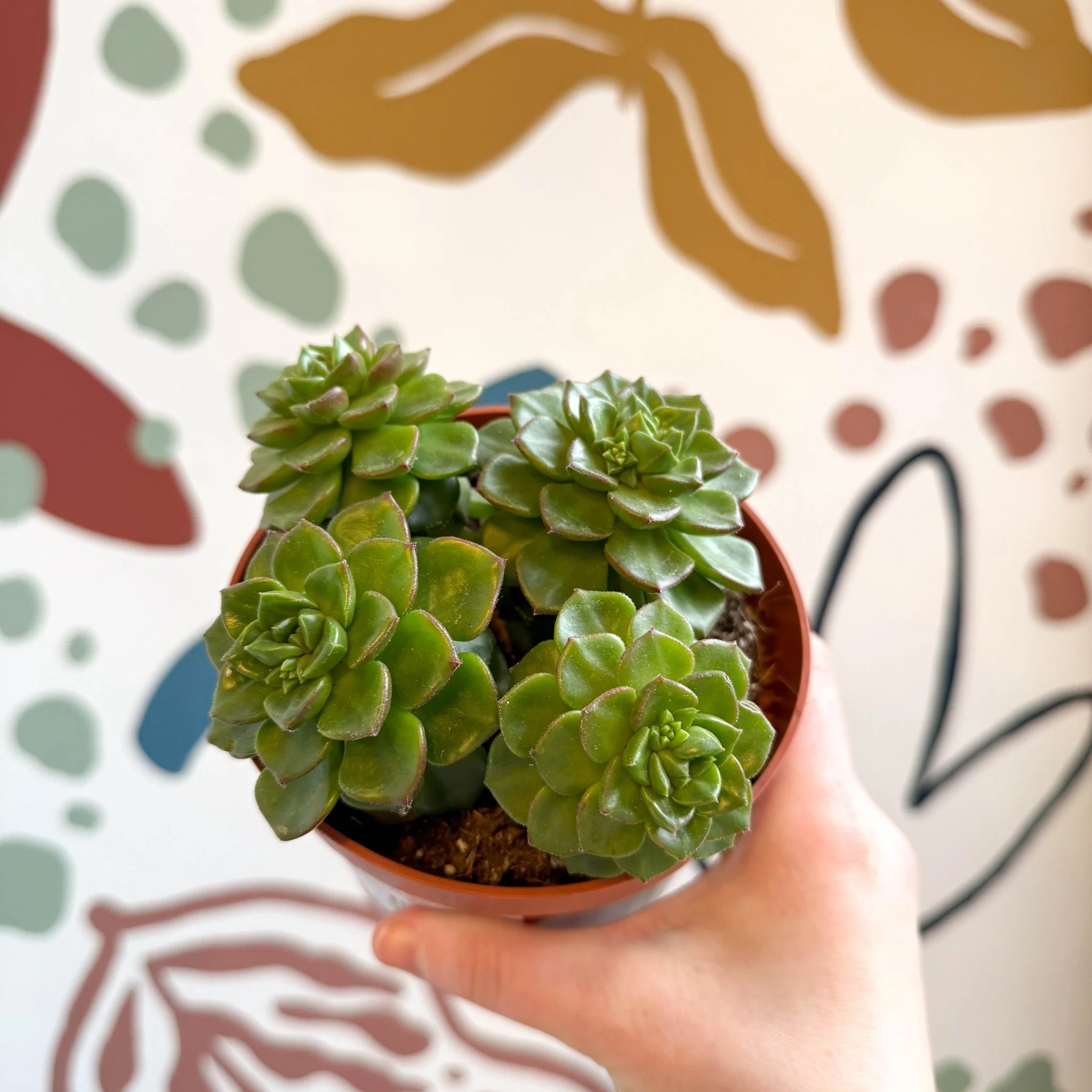 Echeveria affinis - Image 7