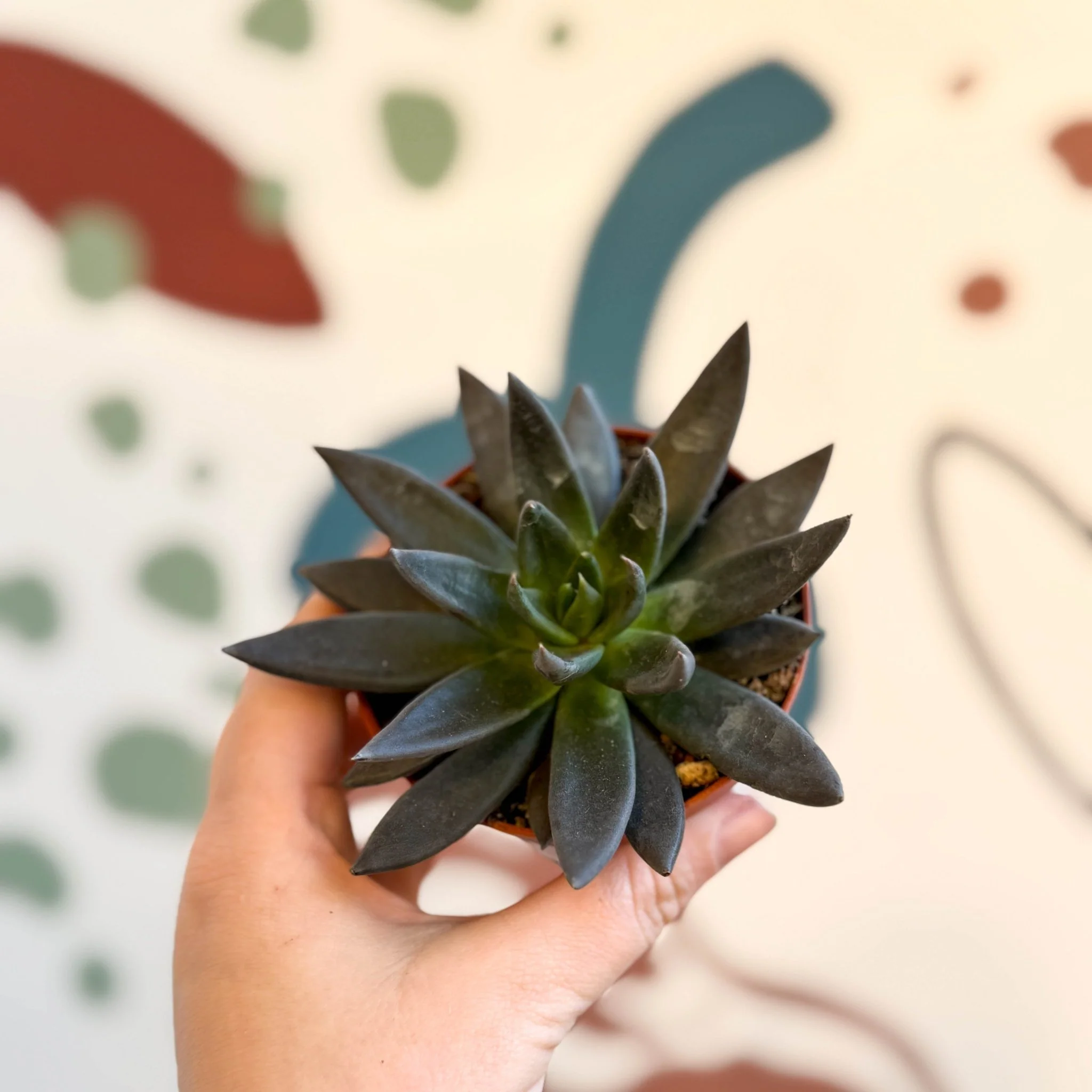 Echeveria 'Black Point'