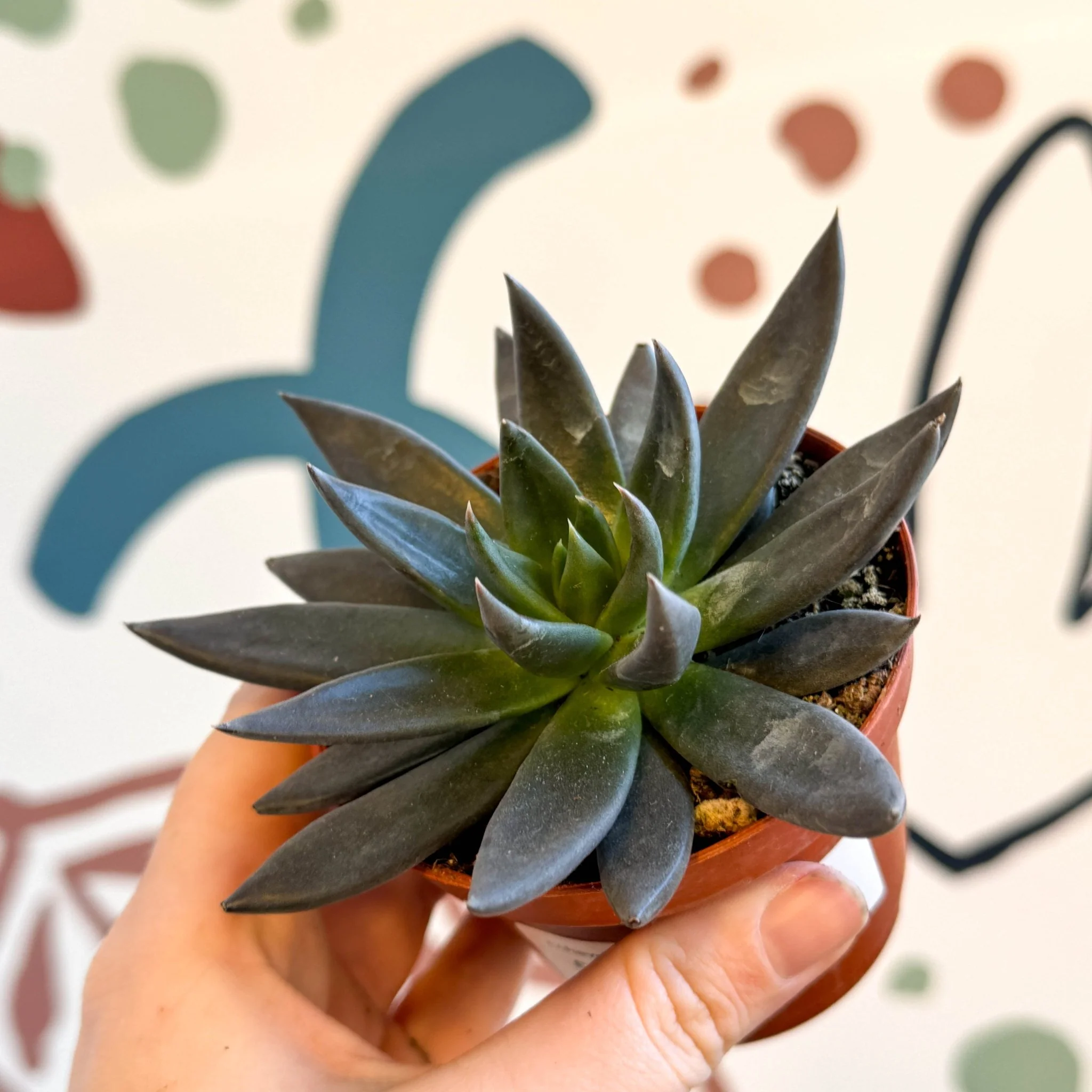 Echeveria 'Black Point' - Image 2