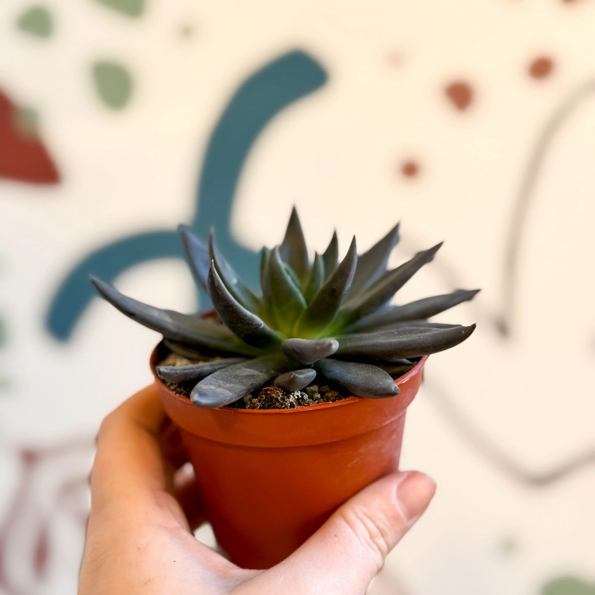 Echeveria 'Black Point' - Image 3
