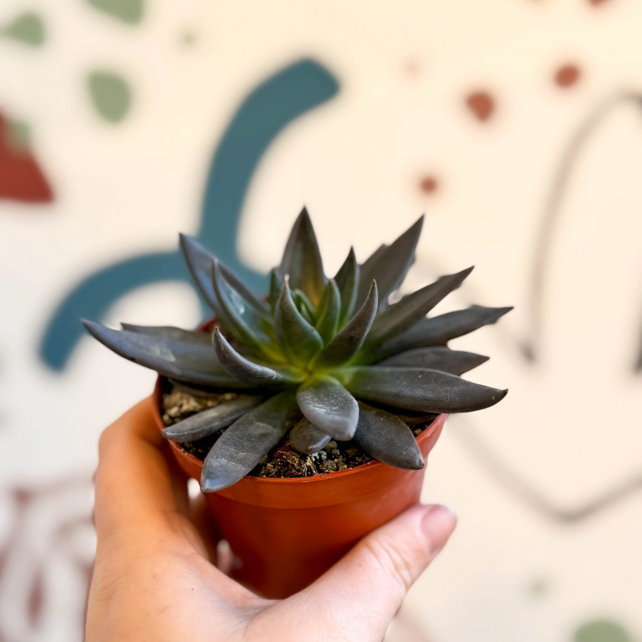 Echeveria 'Black Point' - Image 4