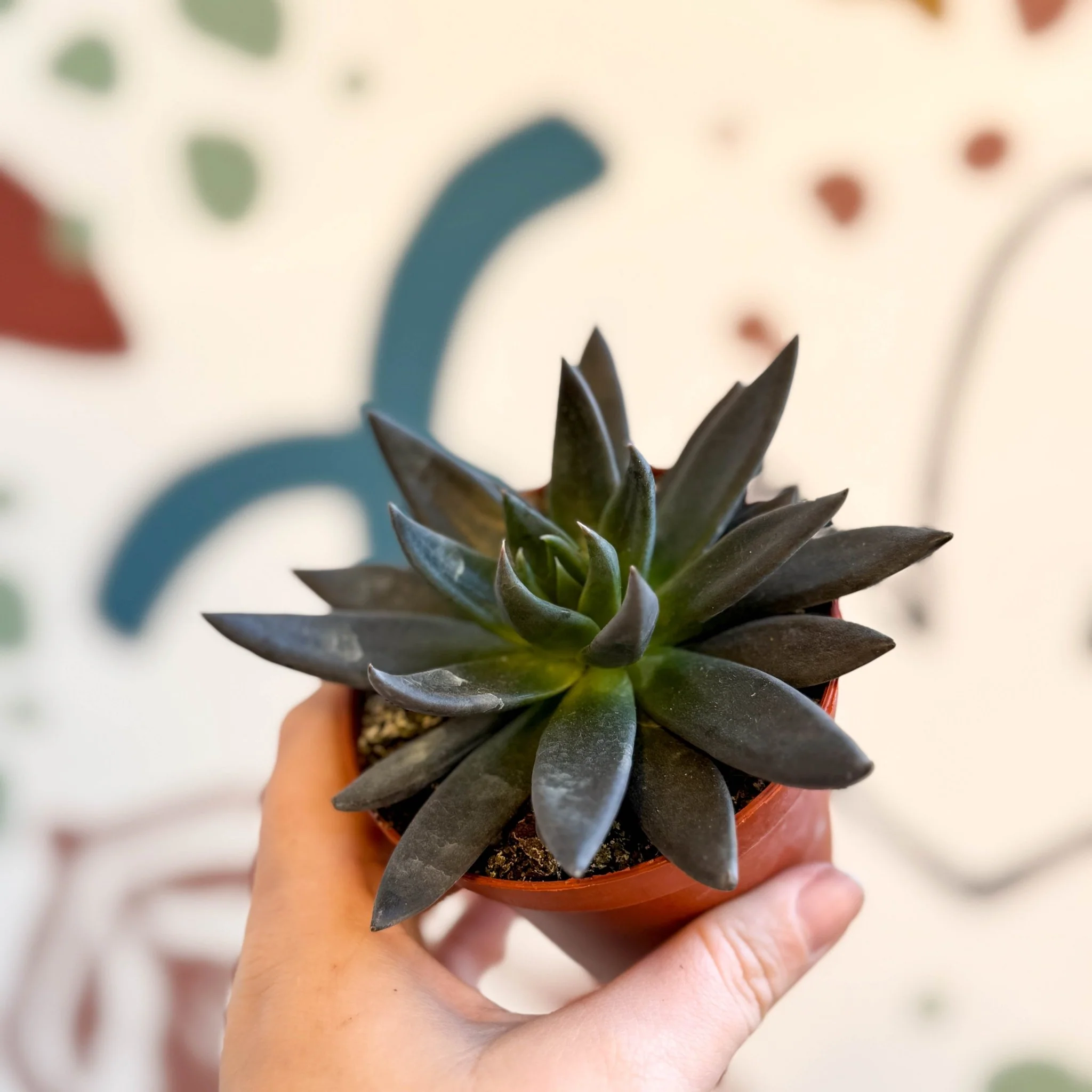 Echeveria 'Black Point' - Image 5