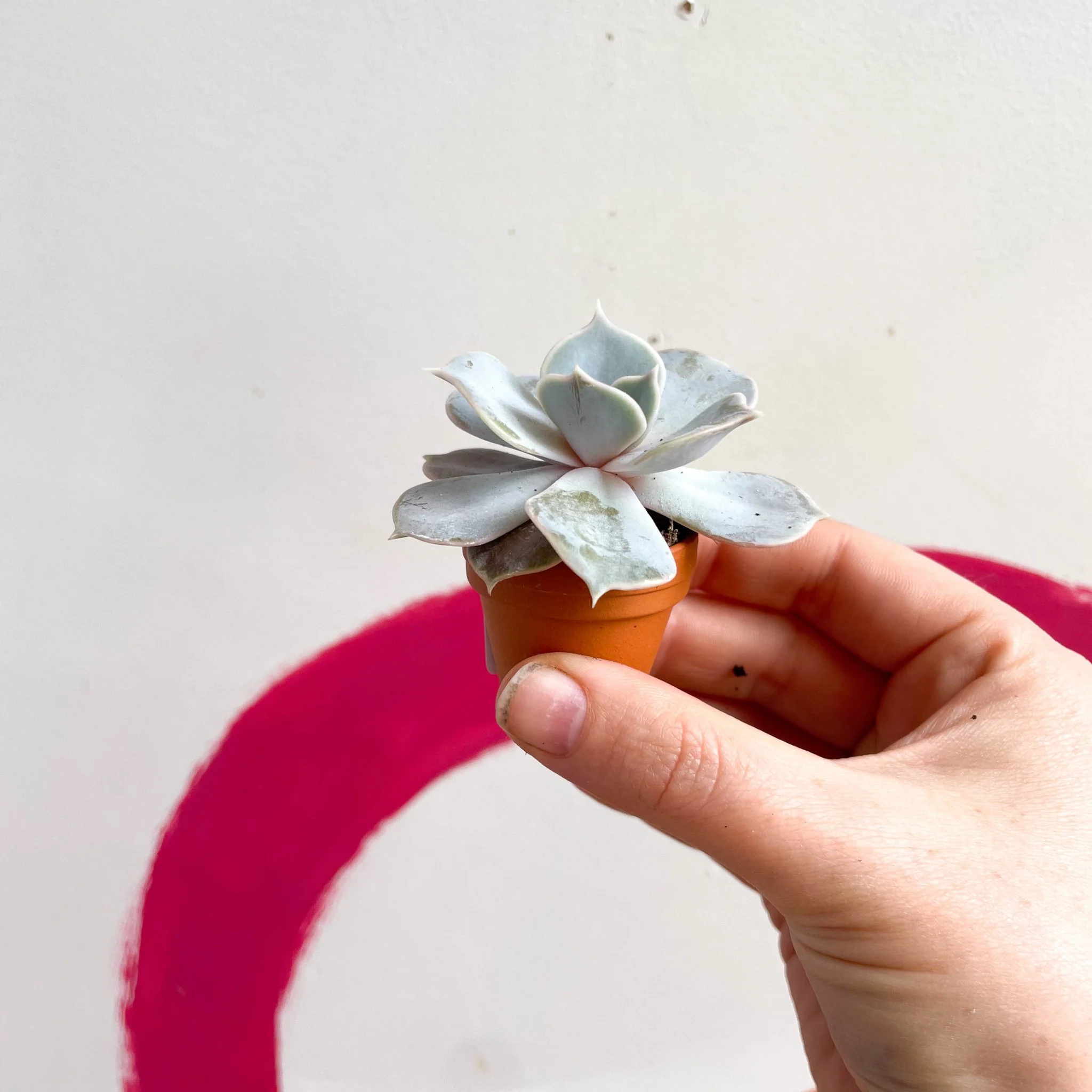Echeveria lilacina - Image 4