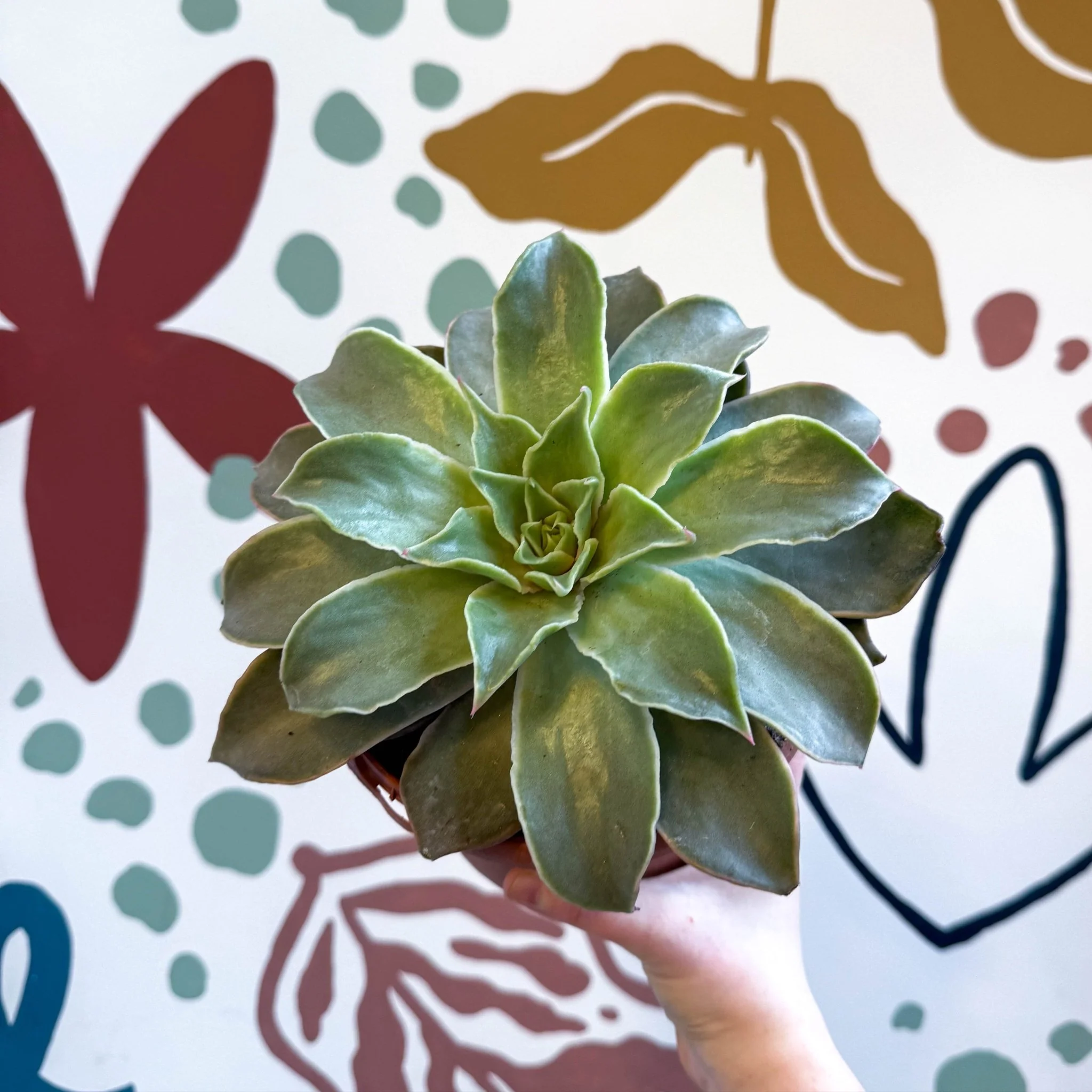 Echeveria 'Madiba'