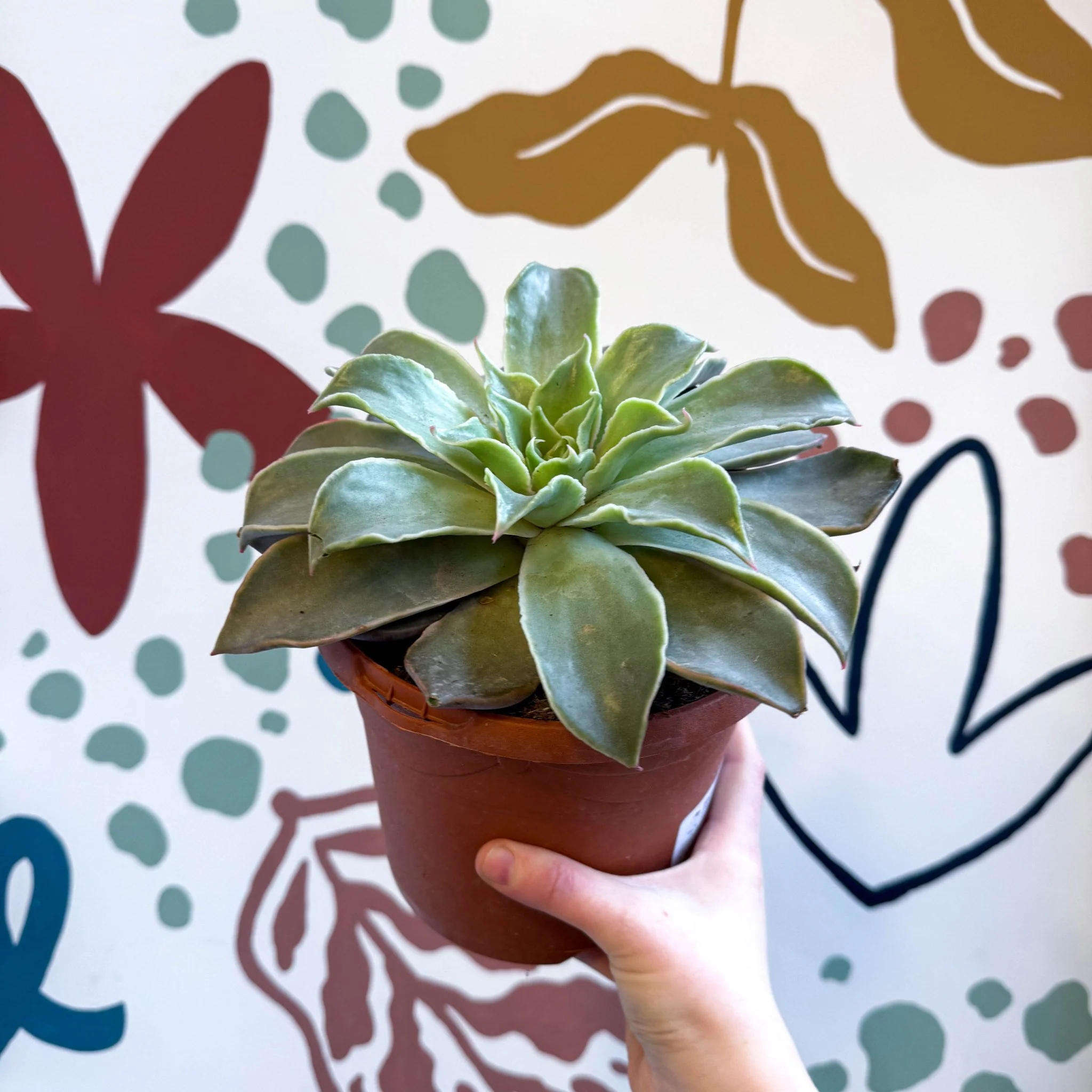Echeveria 'Madiba' - Image 10