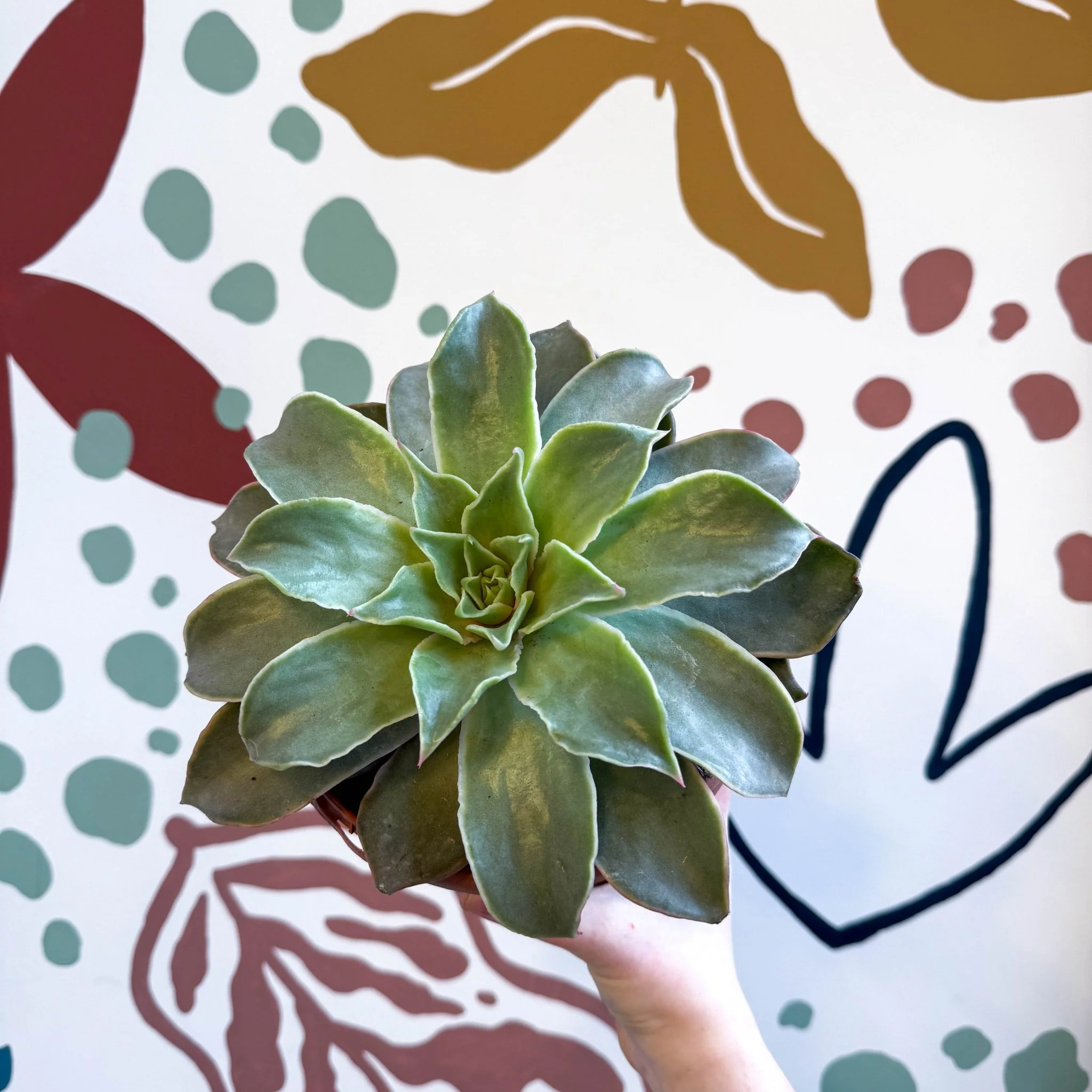 Echeveria 'Madiba' - Image 11