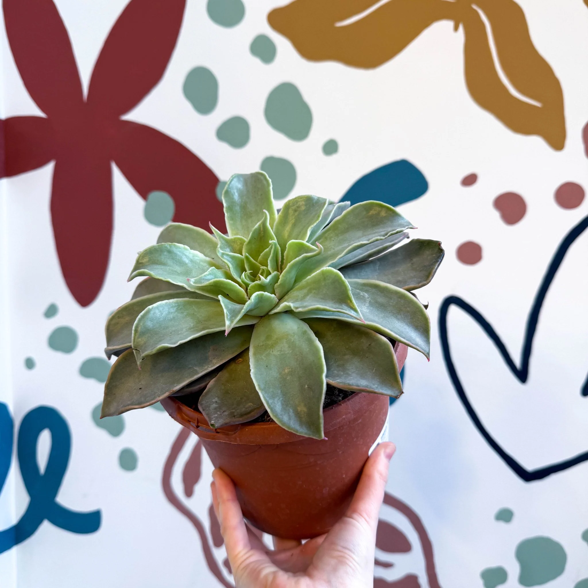 Echeveria 'Madiba' - Image 2