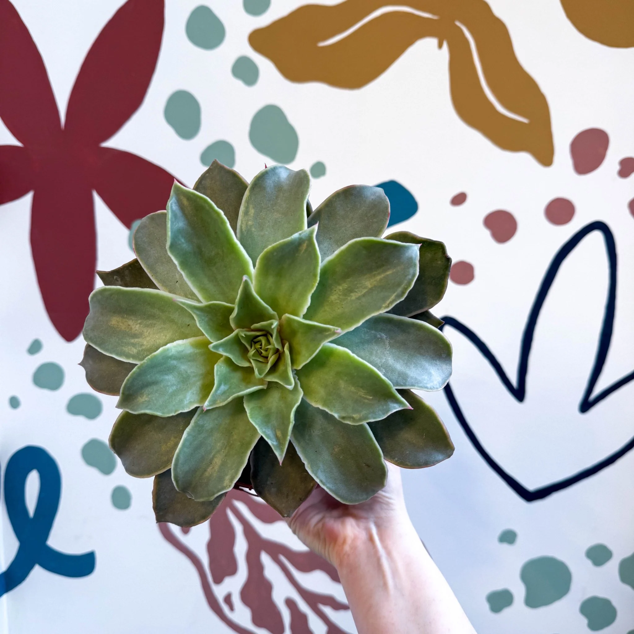 Echeveria 'Madiba' - Image 4
