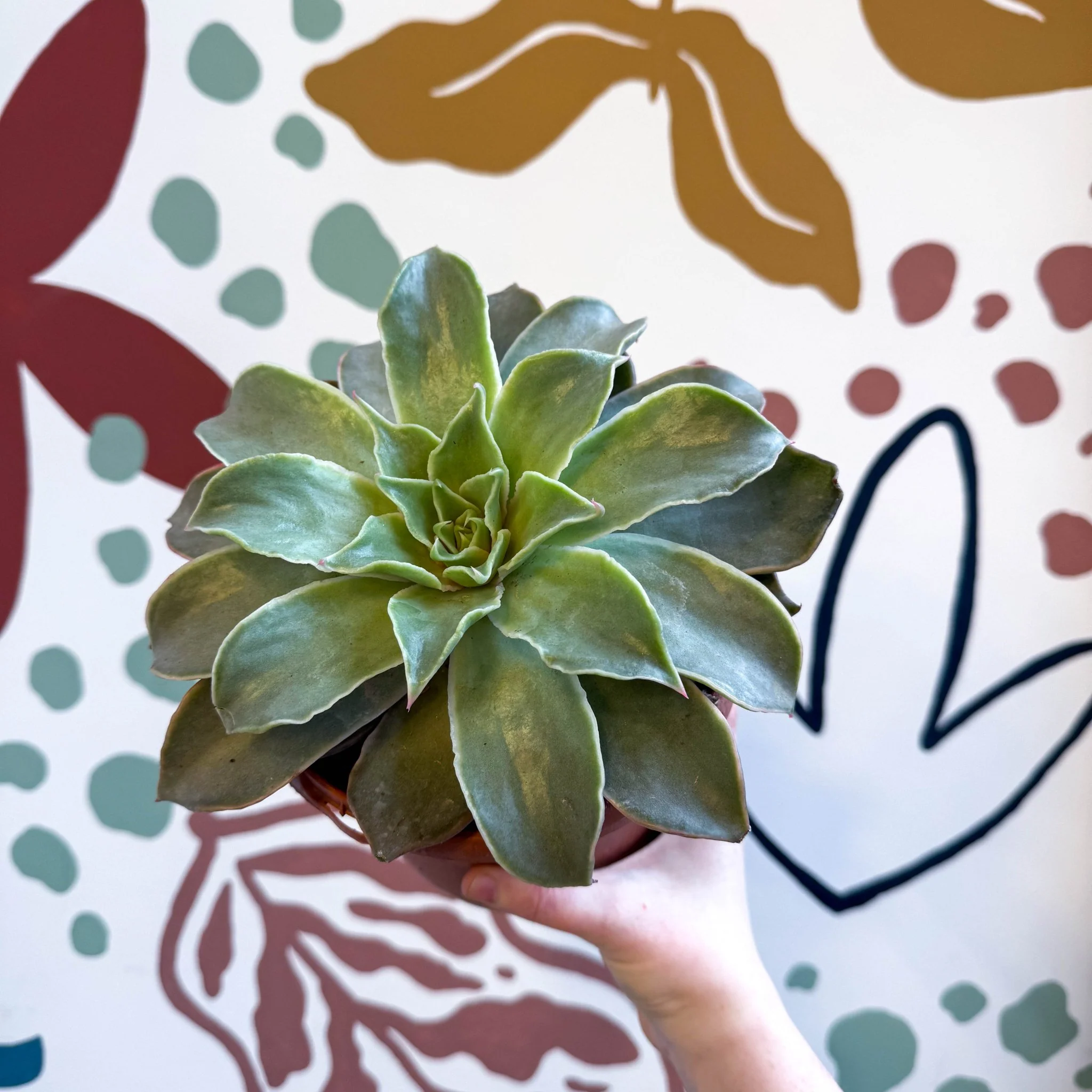 Echeveria 'Madiba' - Image 5