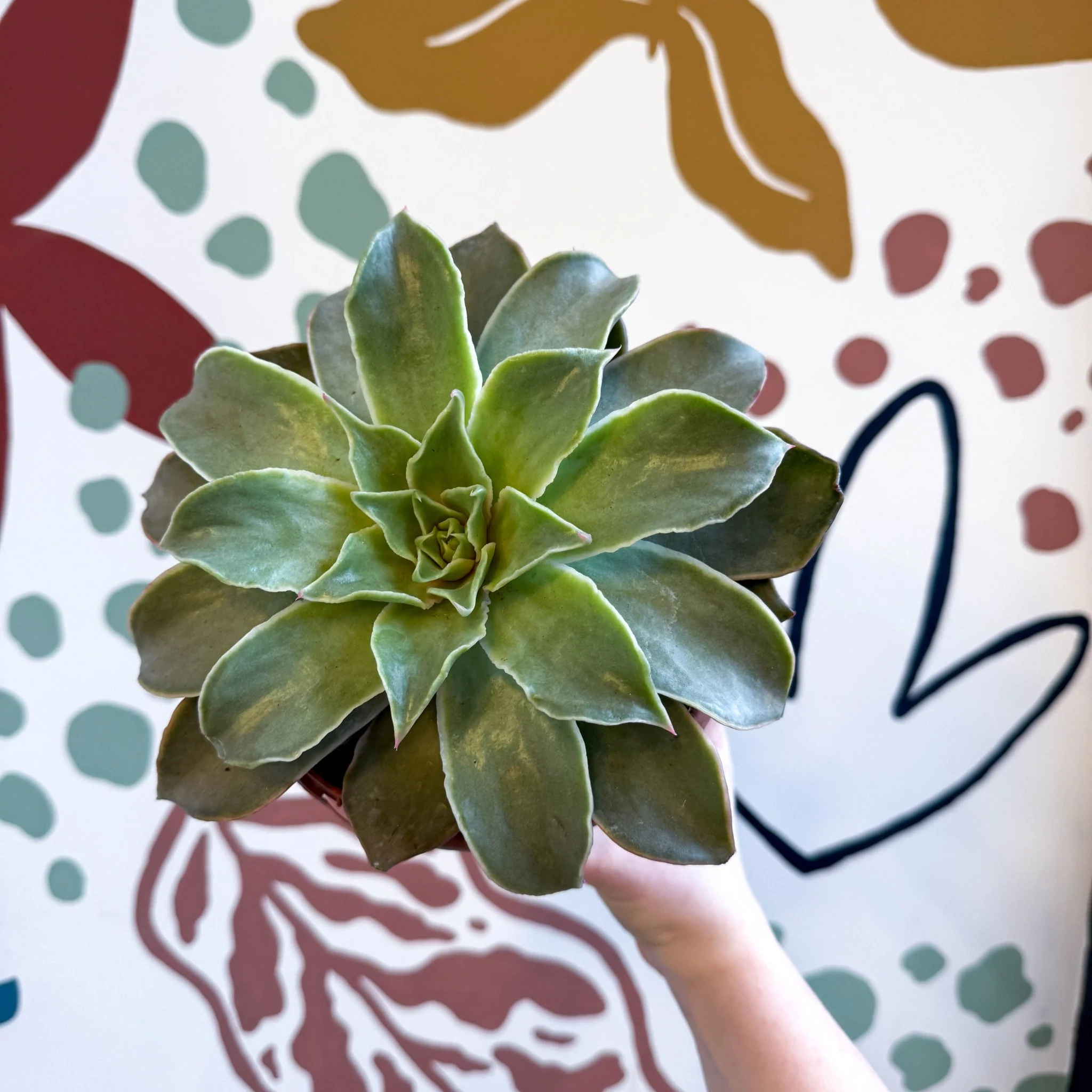 Echeveria 'Madiba' - Image 6