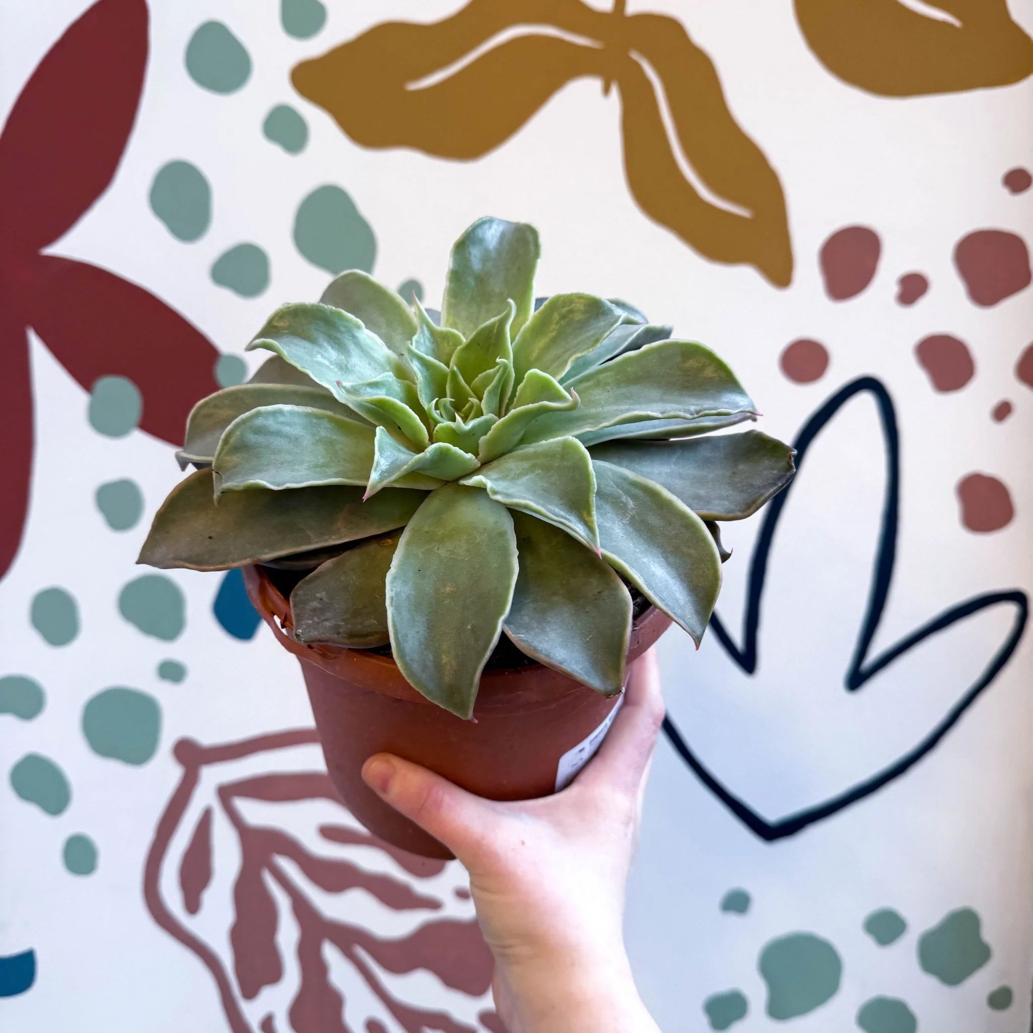 Echeveria 'Madiba' - Image 7
