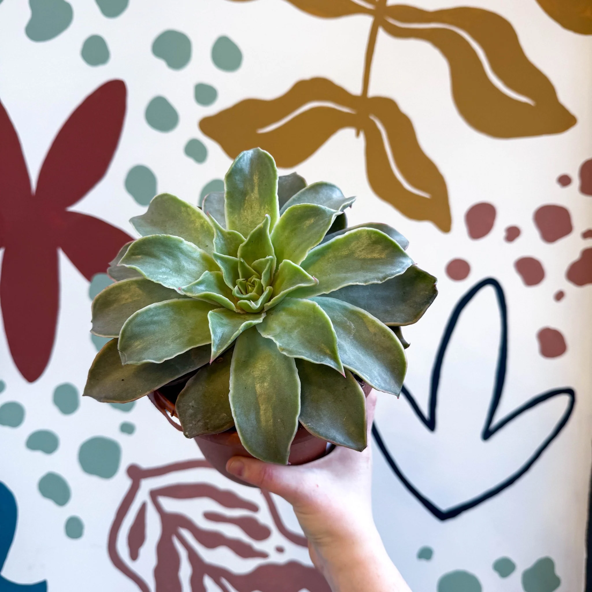 Echeveria 'Madiba' - Image 8