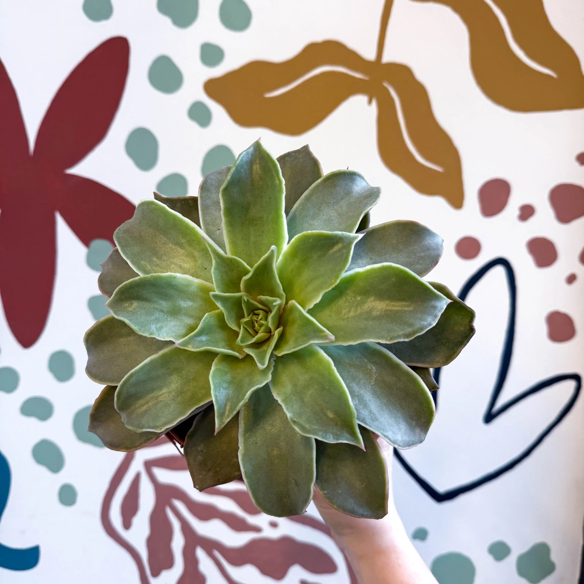 Echeveria 'Madiba' - Image 9